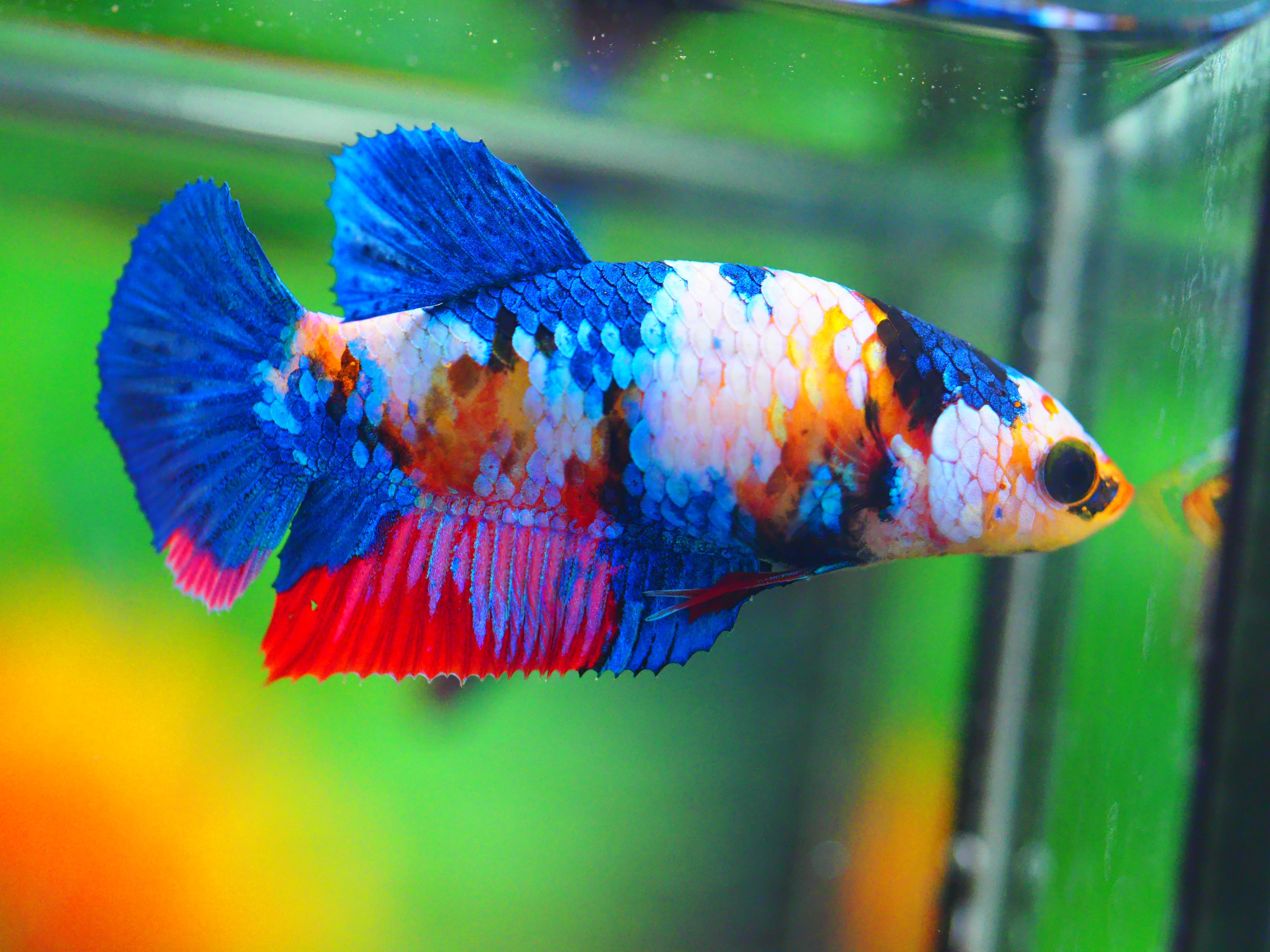 HMPK KOI GALAXY FNMALE GRADE A +++