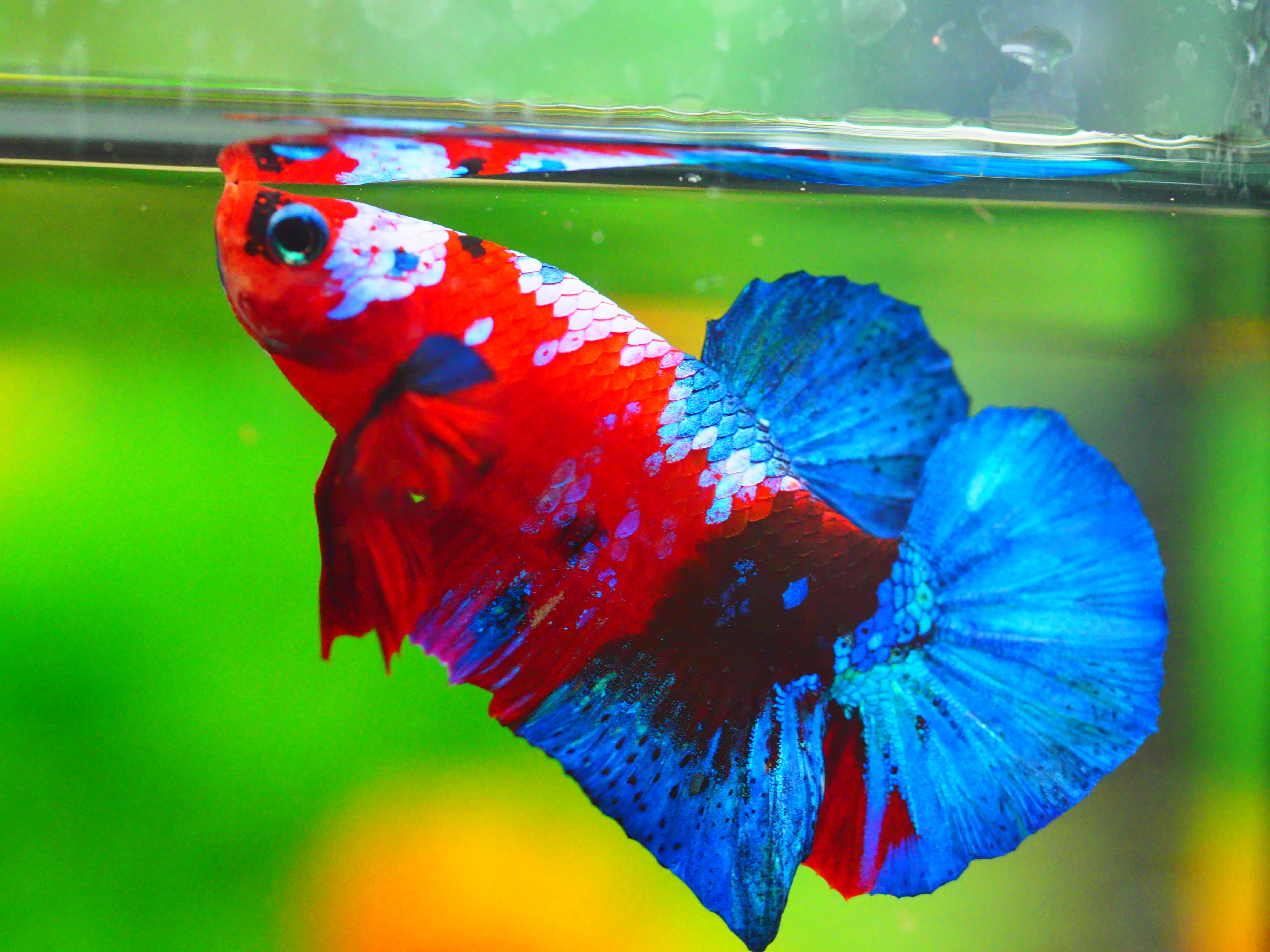 HMPK KOI GALAXY MALE GRADE A +++