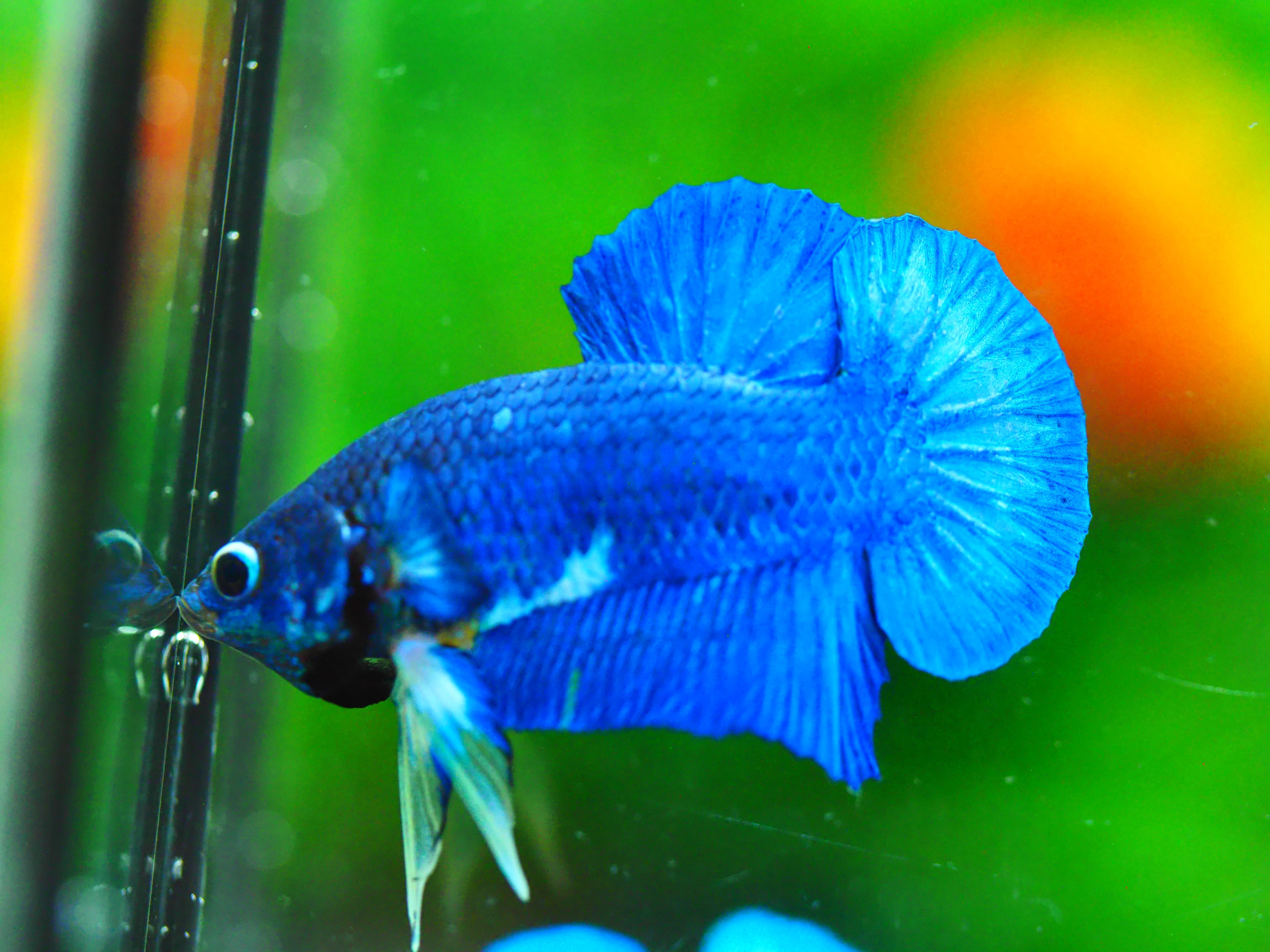 HMPK FANCY MALE GRADE A +++