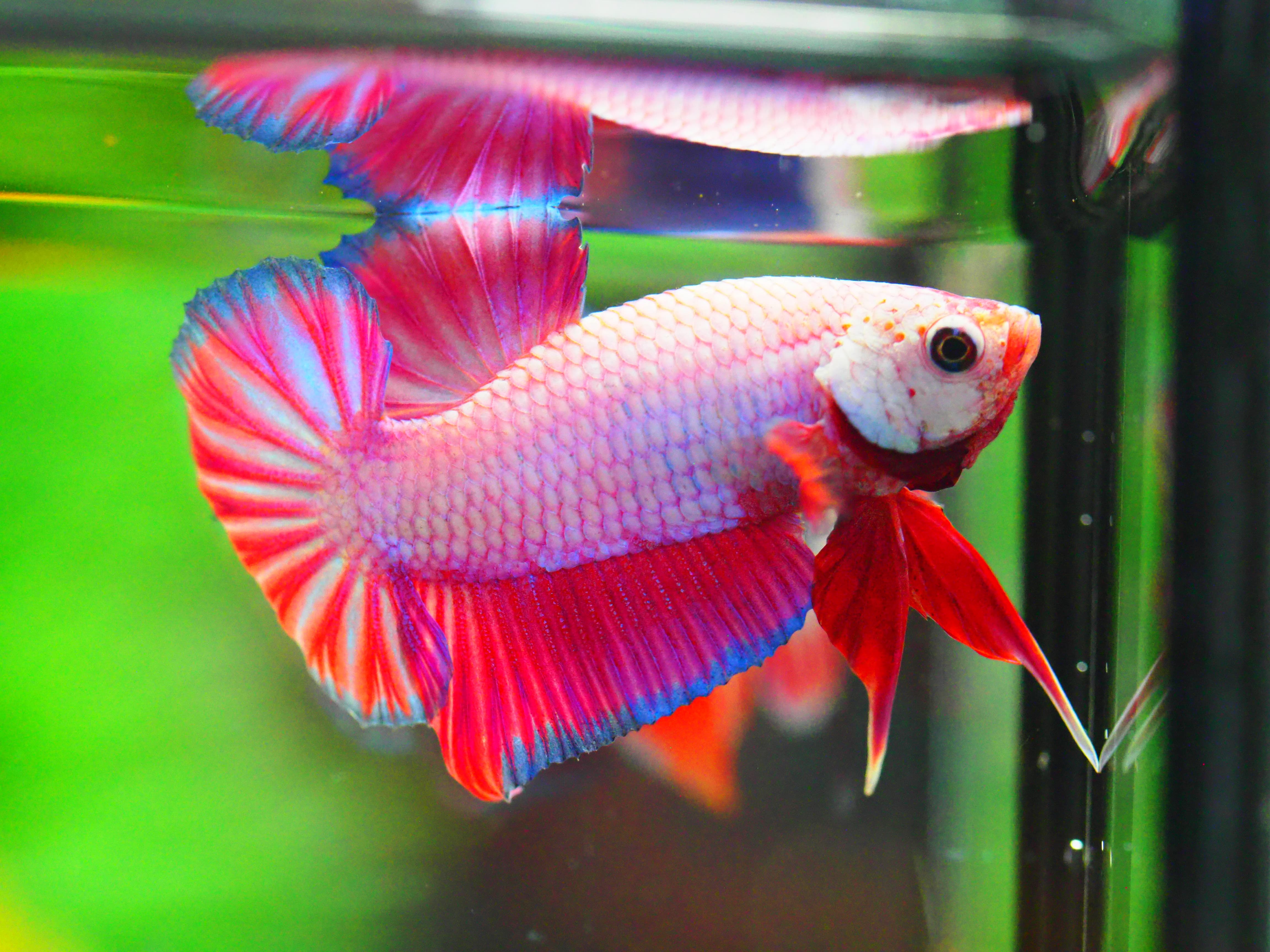 HMPK FANCY MALE GRADE A +++