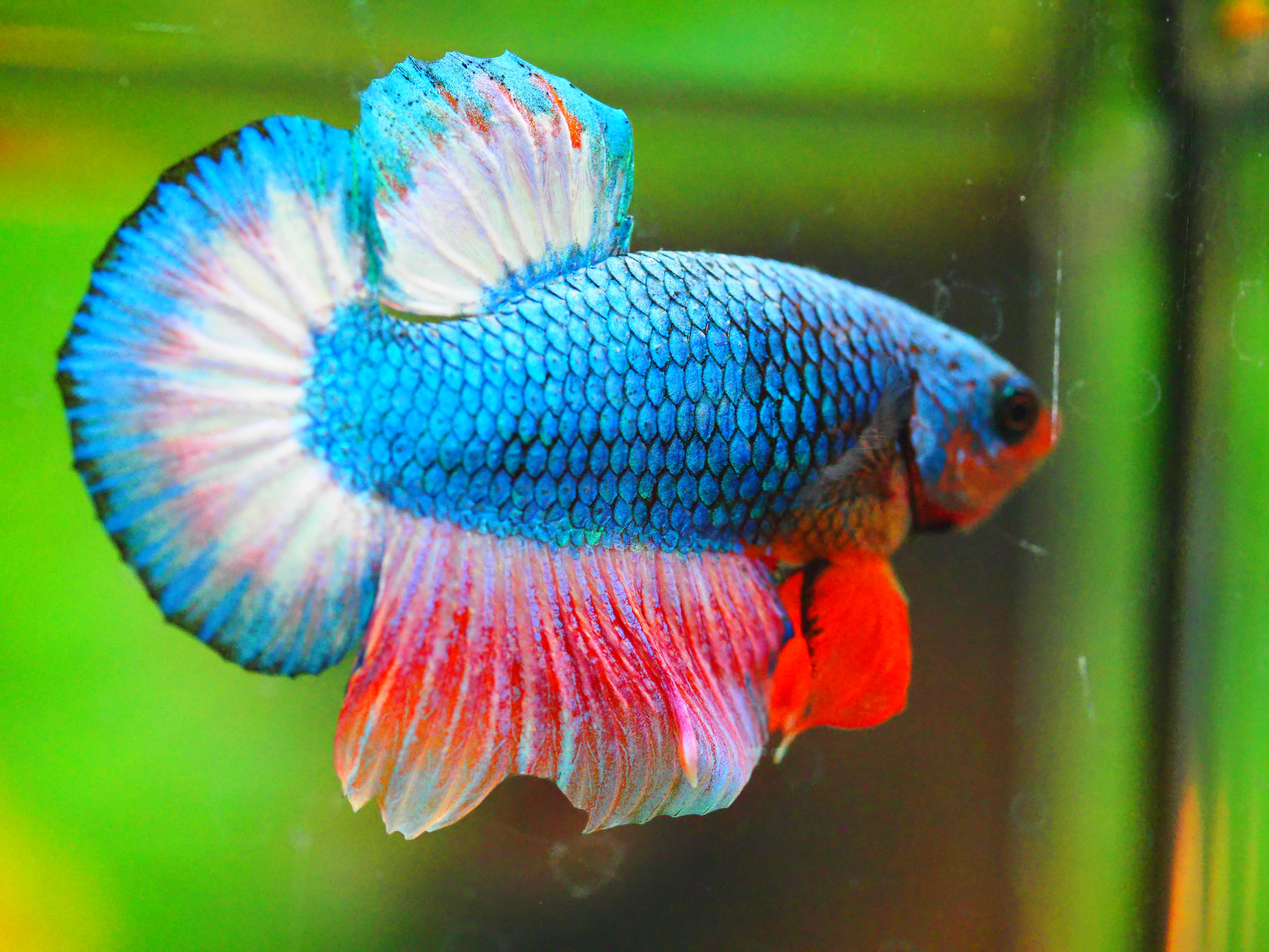 HMPK FANCY MALE GRADE A +++