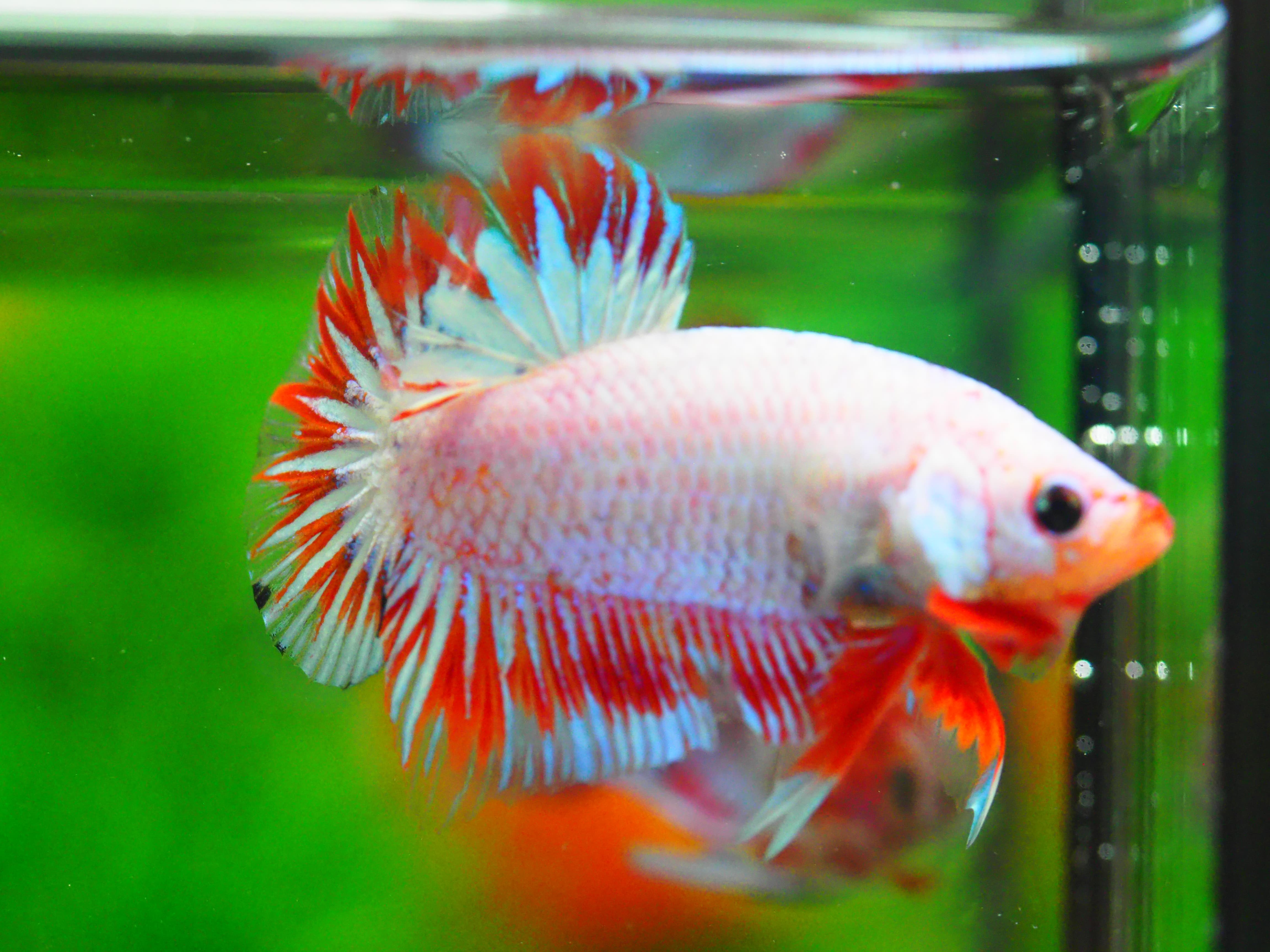 HMPK FANCY MALE GRADE A +++