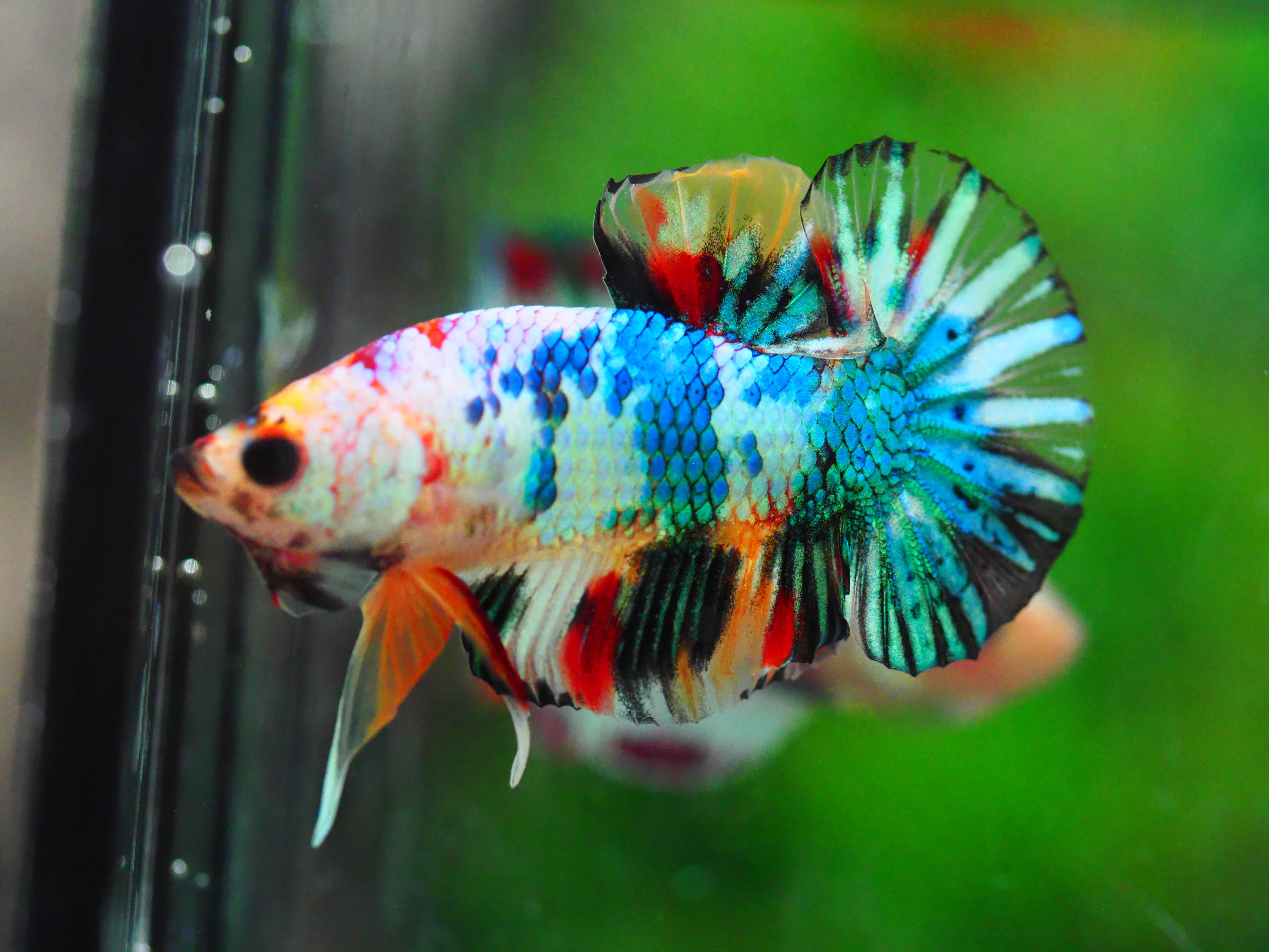 HMPK KOI GALAXY MALE GRADE A +++