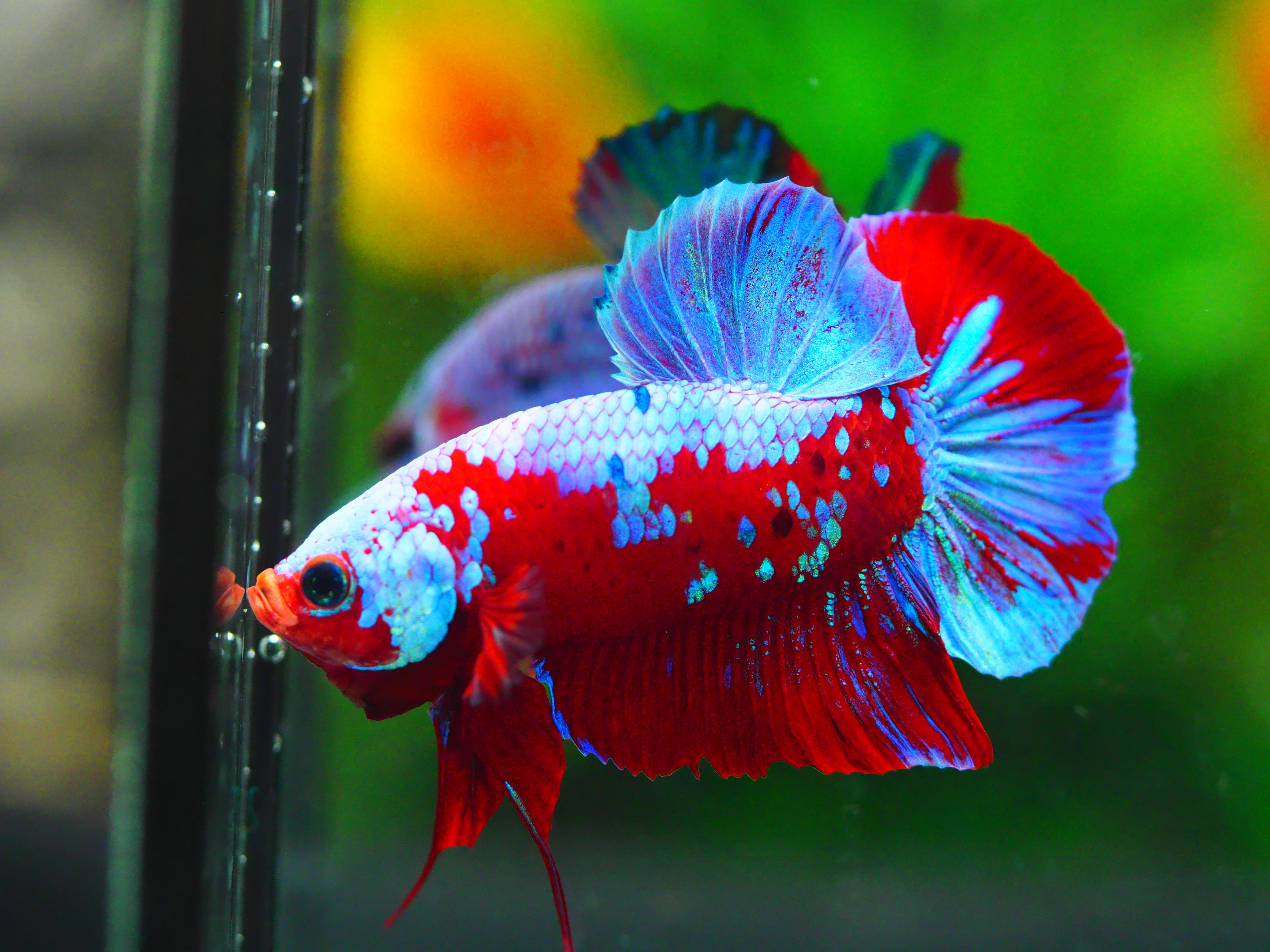 HMPK KOI GALAXY MALE GRADE A +++