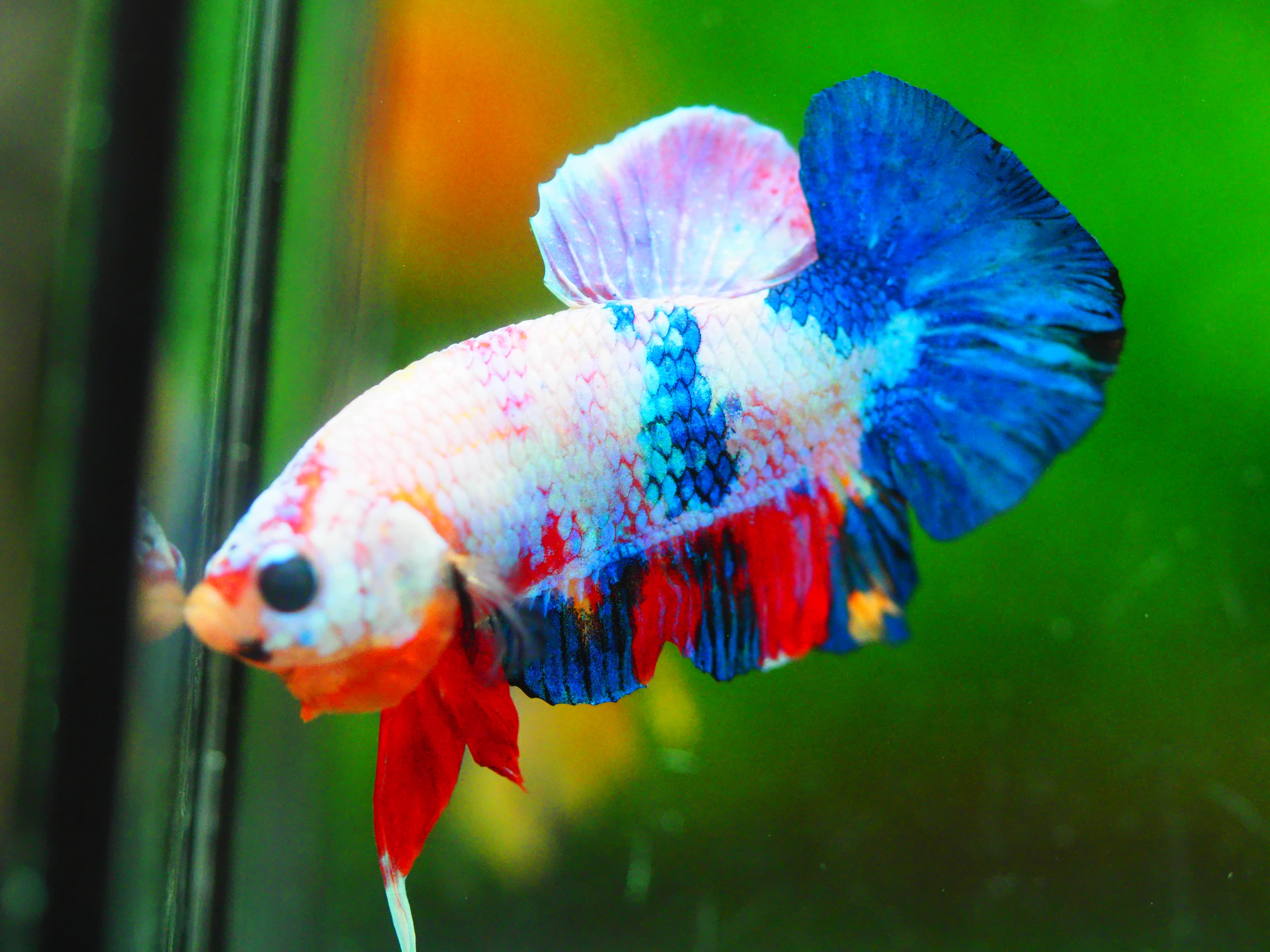 HMPK KOI FANCY MALE GRADE A +++