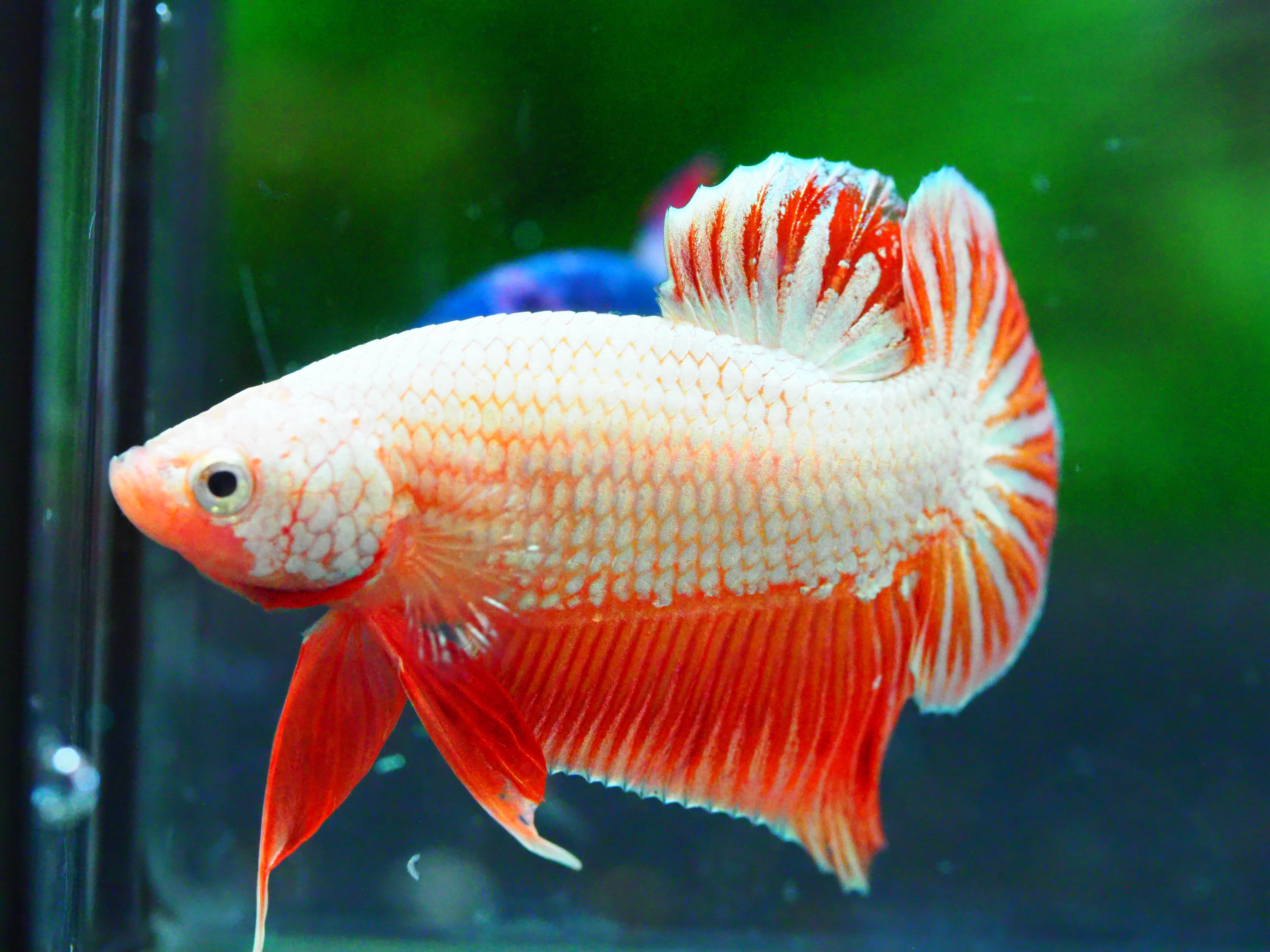 HMPK FANCY MALE GRADE A +++