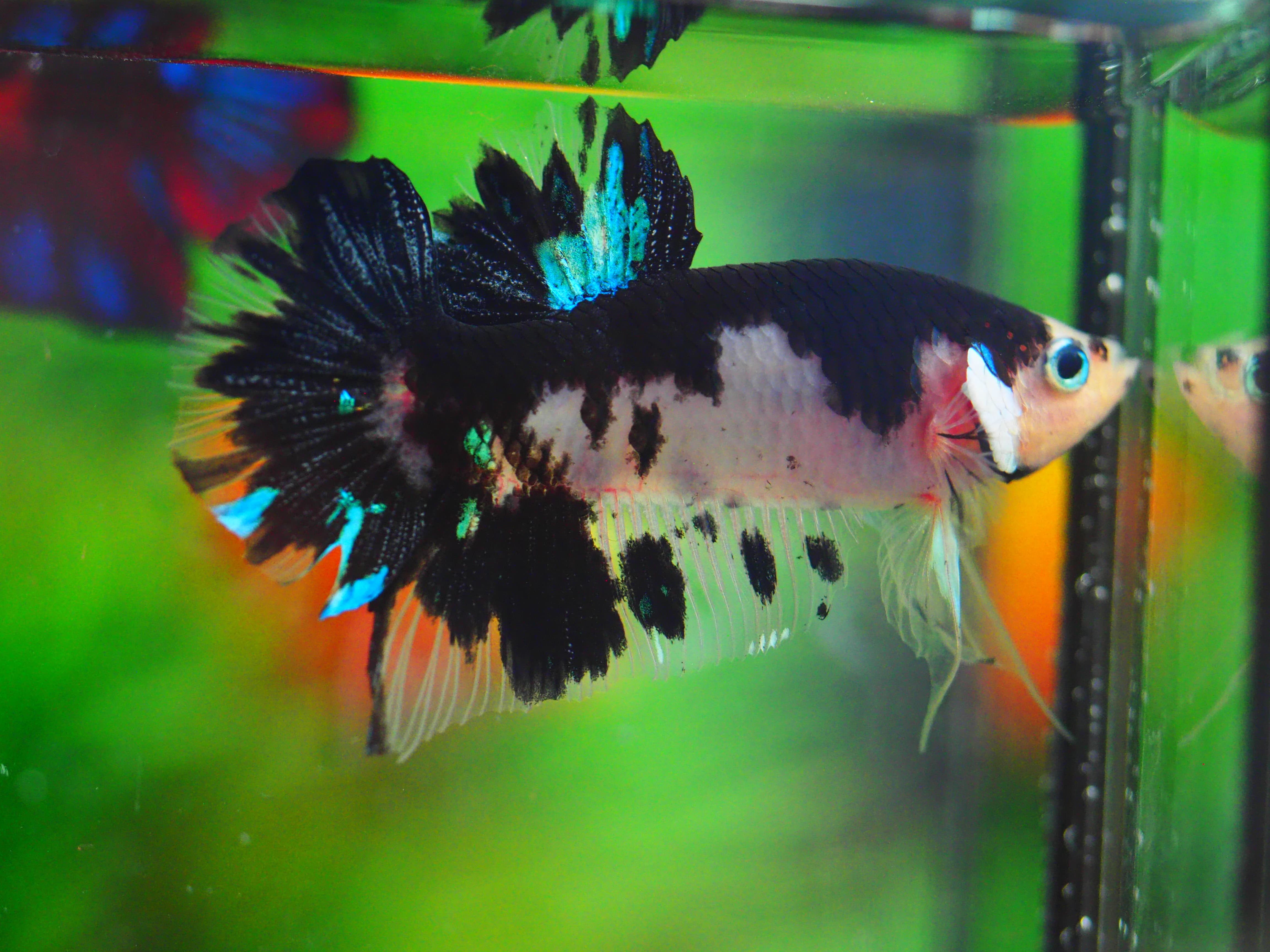 HMPK KOI GALAXY MALE GRADE A++
