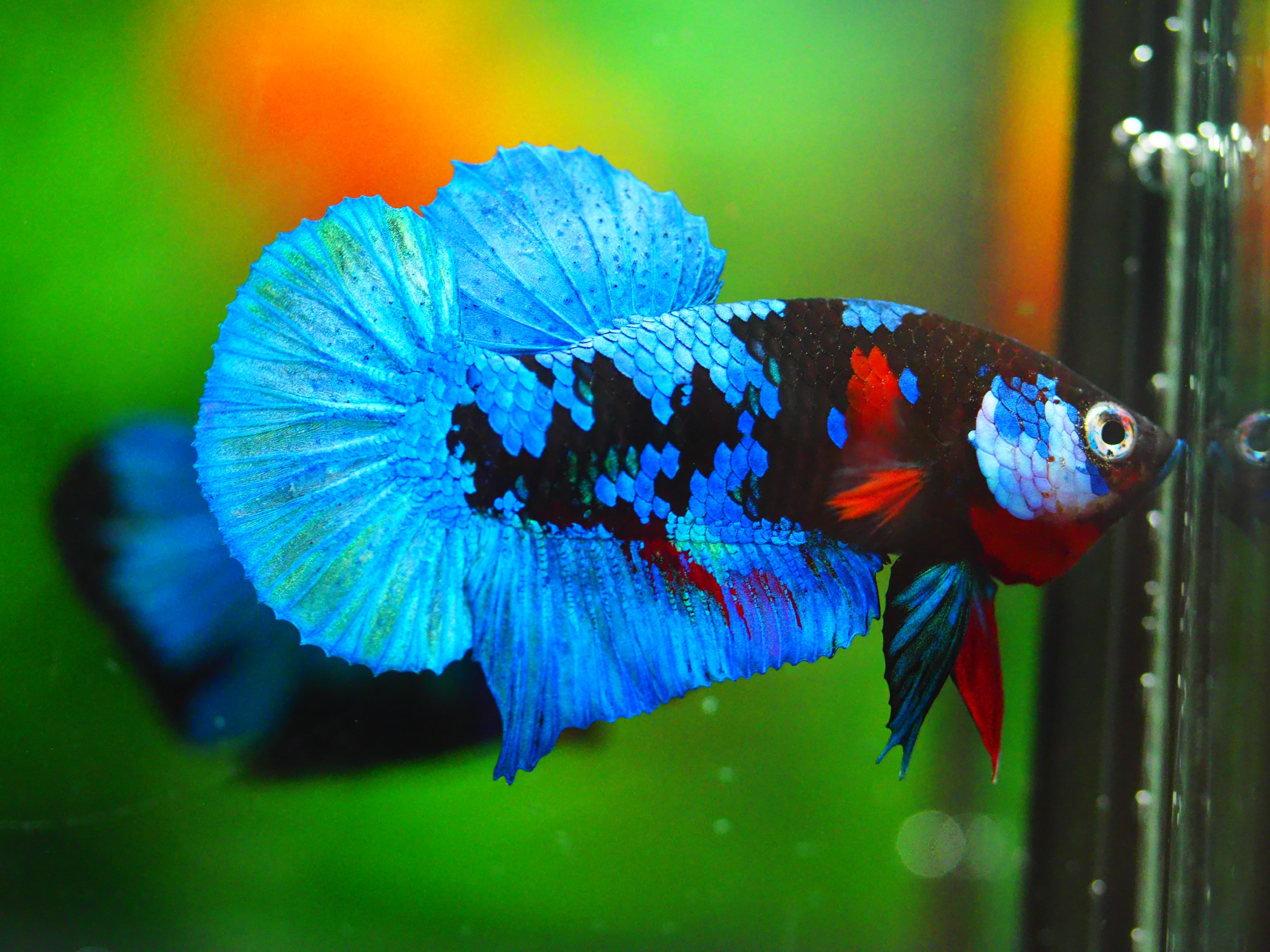 HMPK KOI GALAXY MALE GRADE A +++