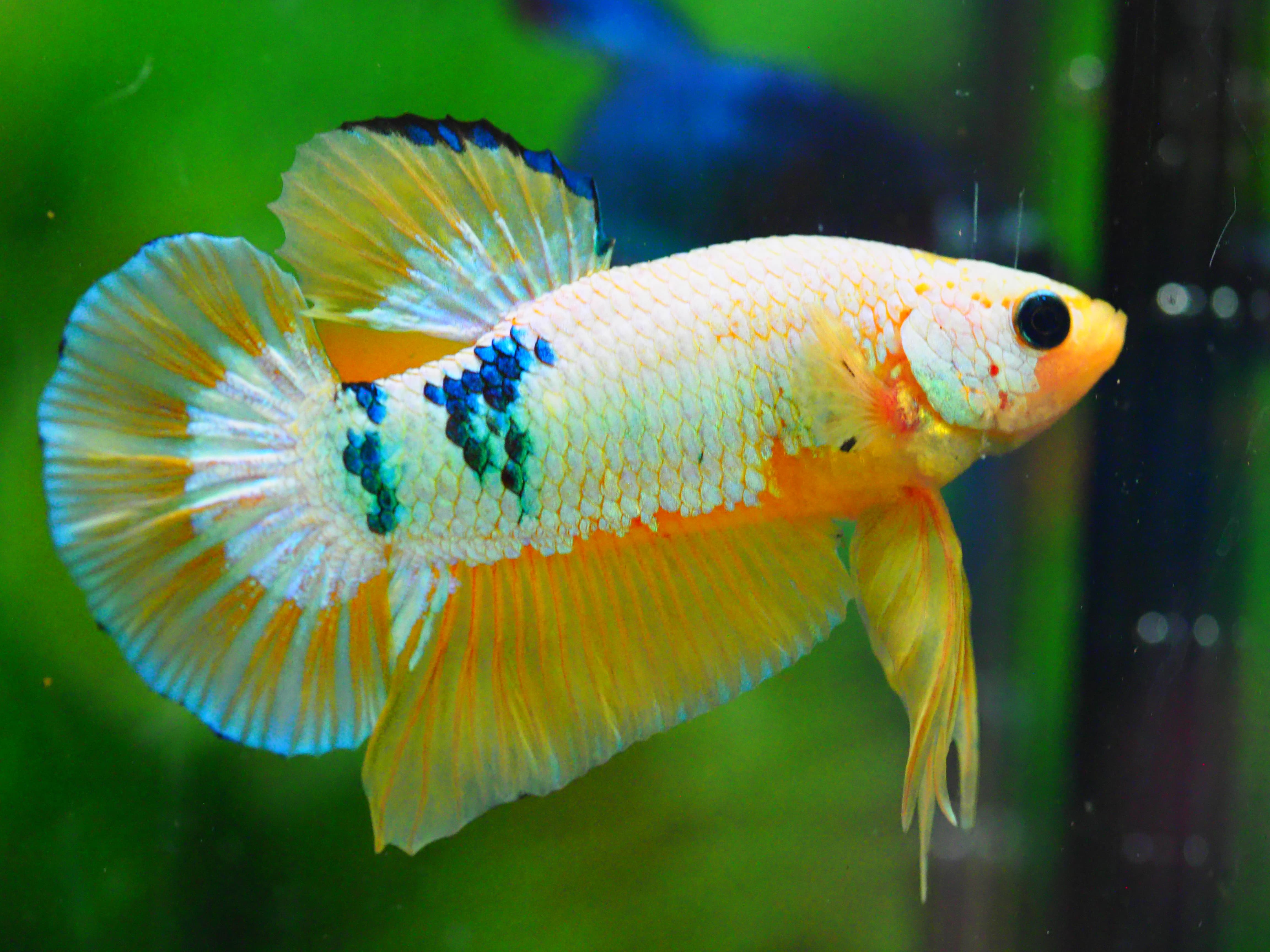 HMPK FANCY MALE GRADE A +++