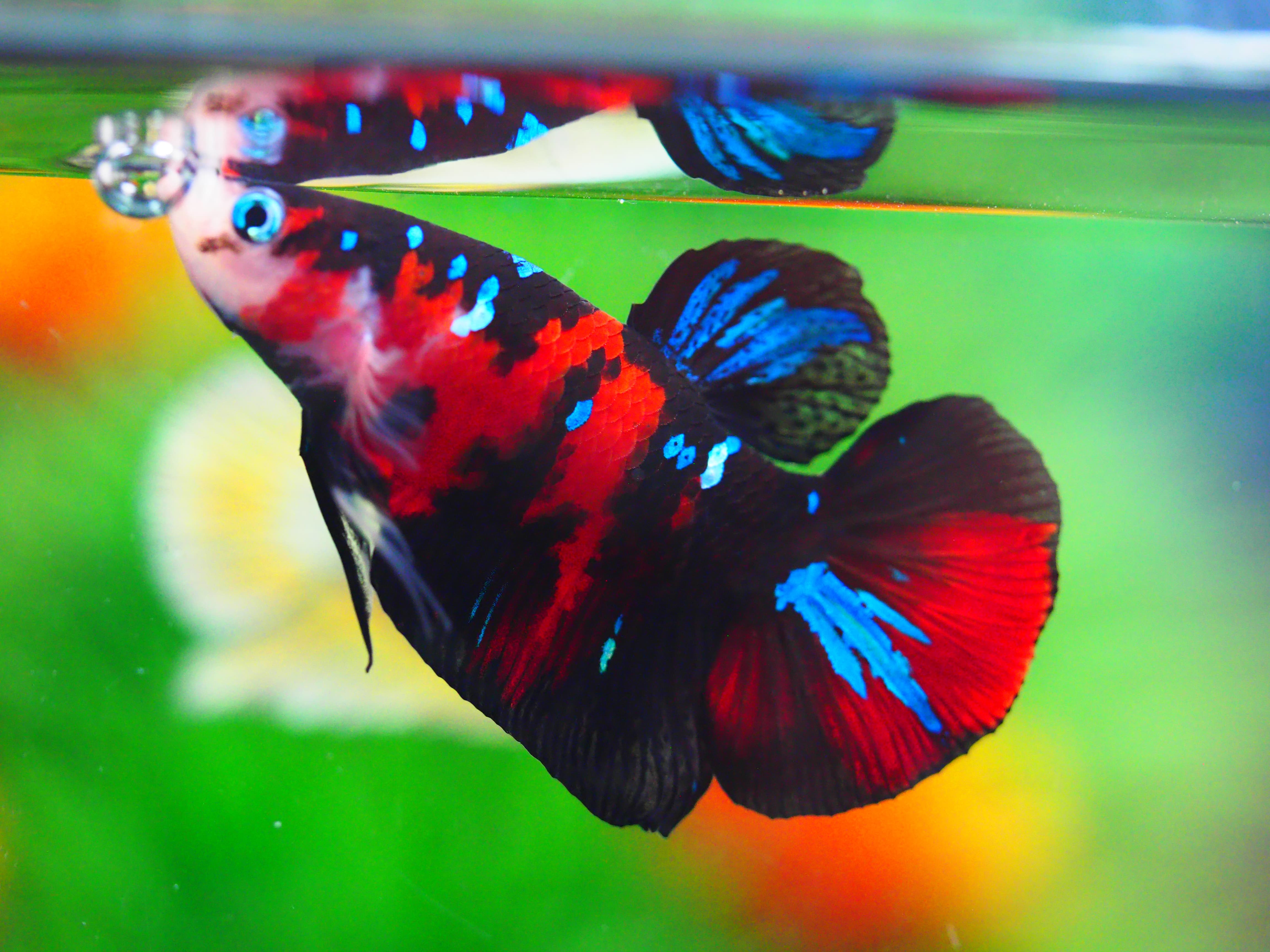 HMPK KOI GALAXY MALE GRADE A +++