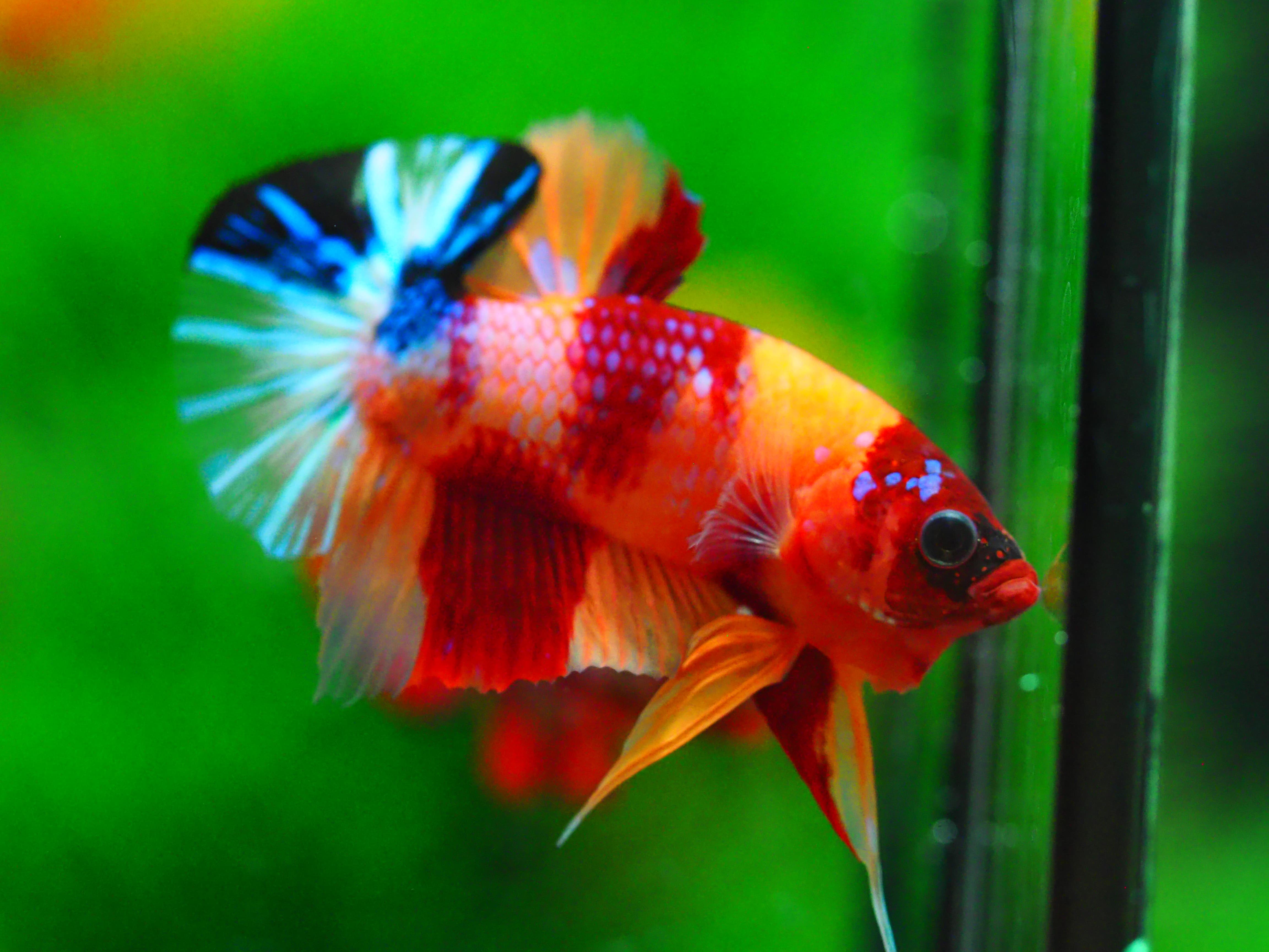 HMPK NEMO GALAXY MALE GRADE A +++