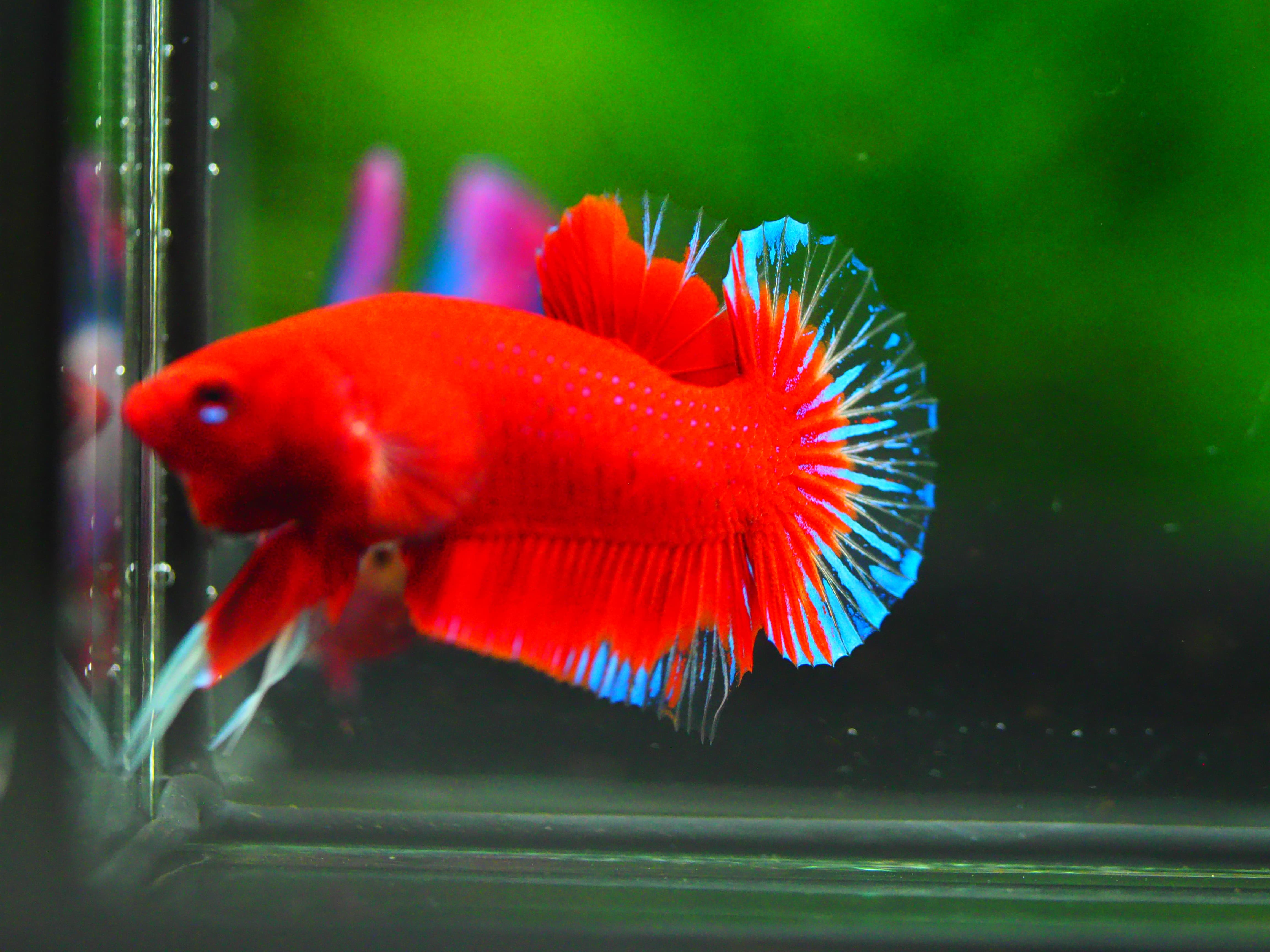 HMPK RED MALE GRADE A +++