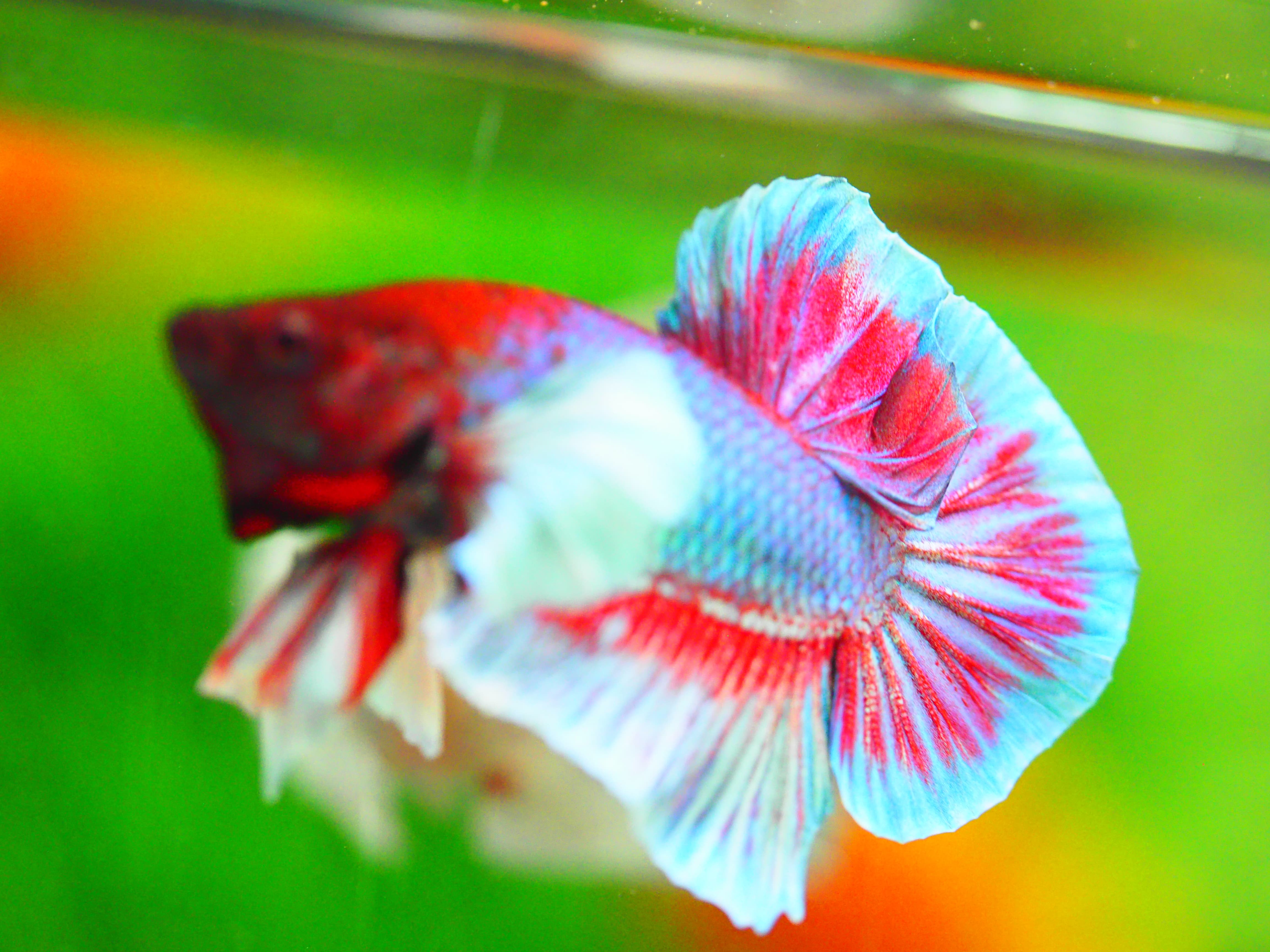 HMPK DUMBO MALE GRADE A +++