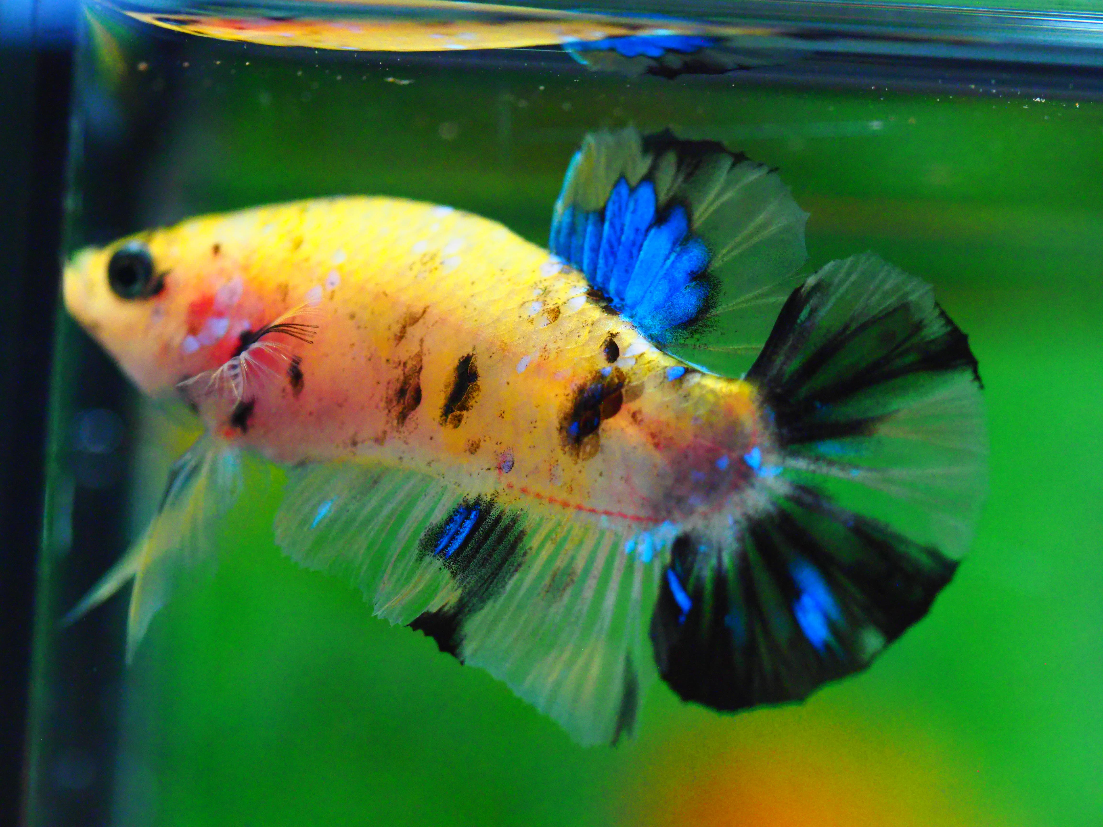 HMPK KOIYELLOW MALE GRADE A +++