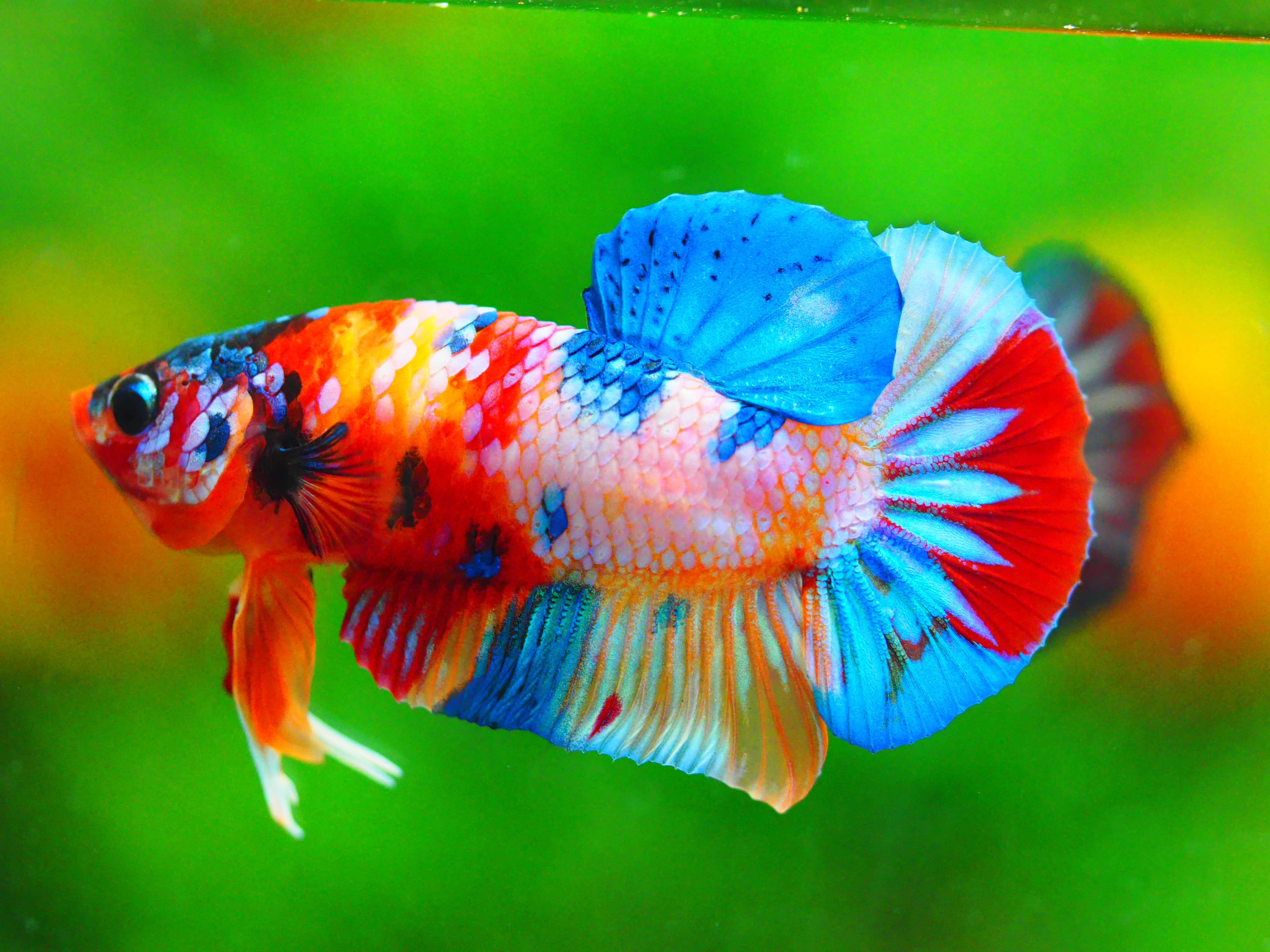 HMPK CANDY MALE GRADE A +++