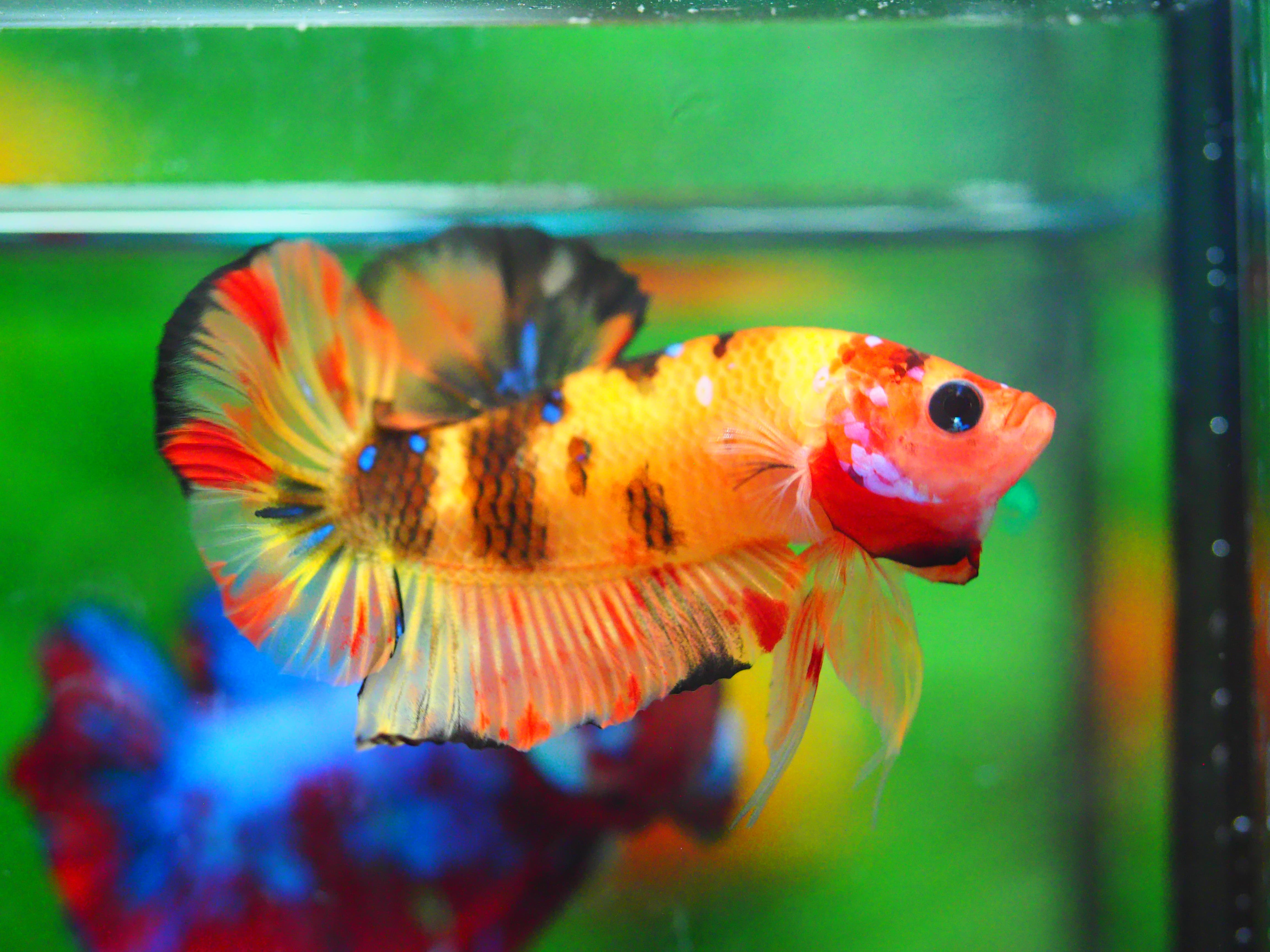 HMPK NEMO MALE GRADE A +++