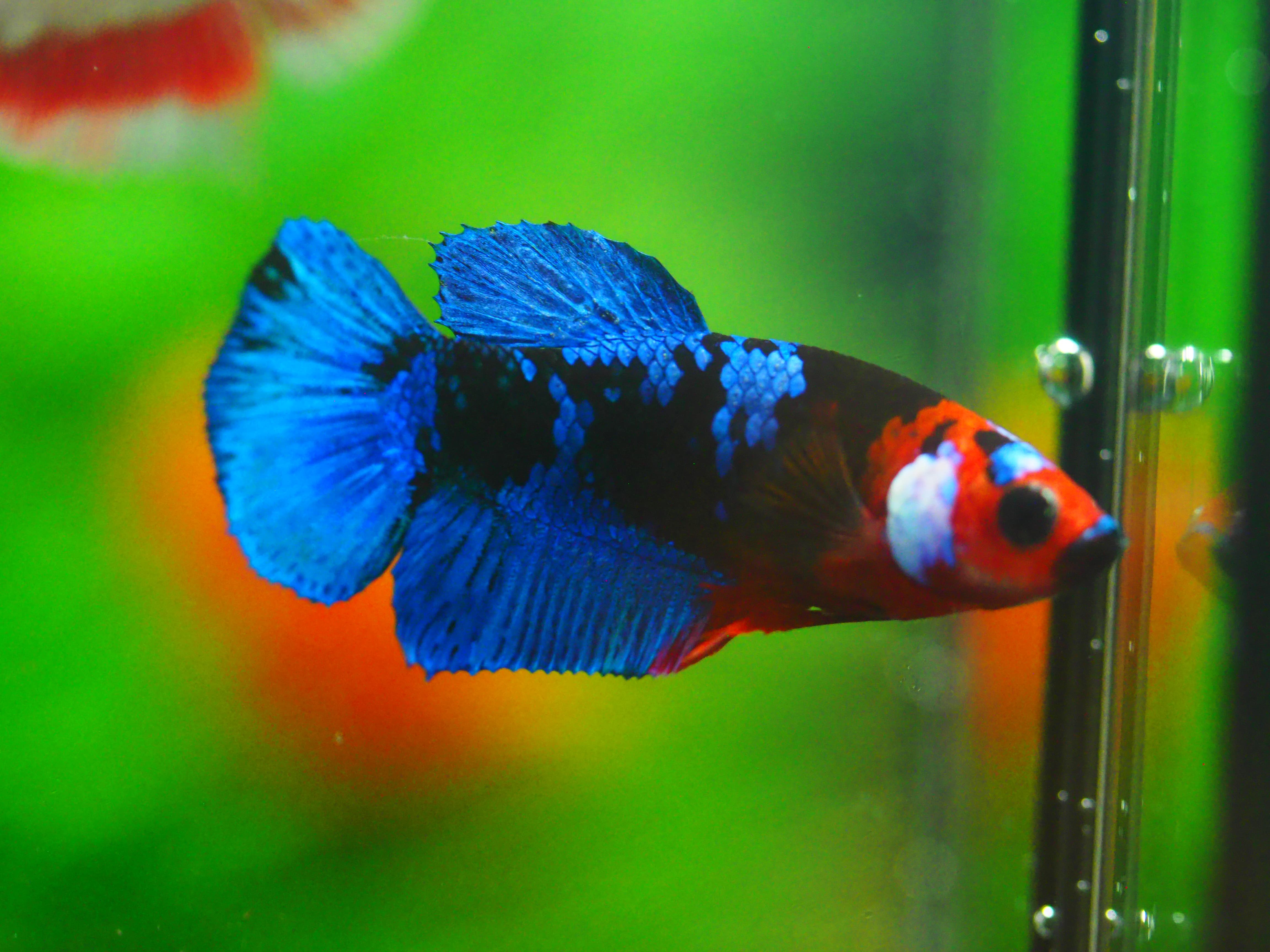 HMPK KOI GALAXY FN MALE GRADE A +++