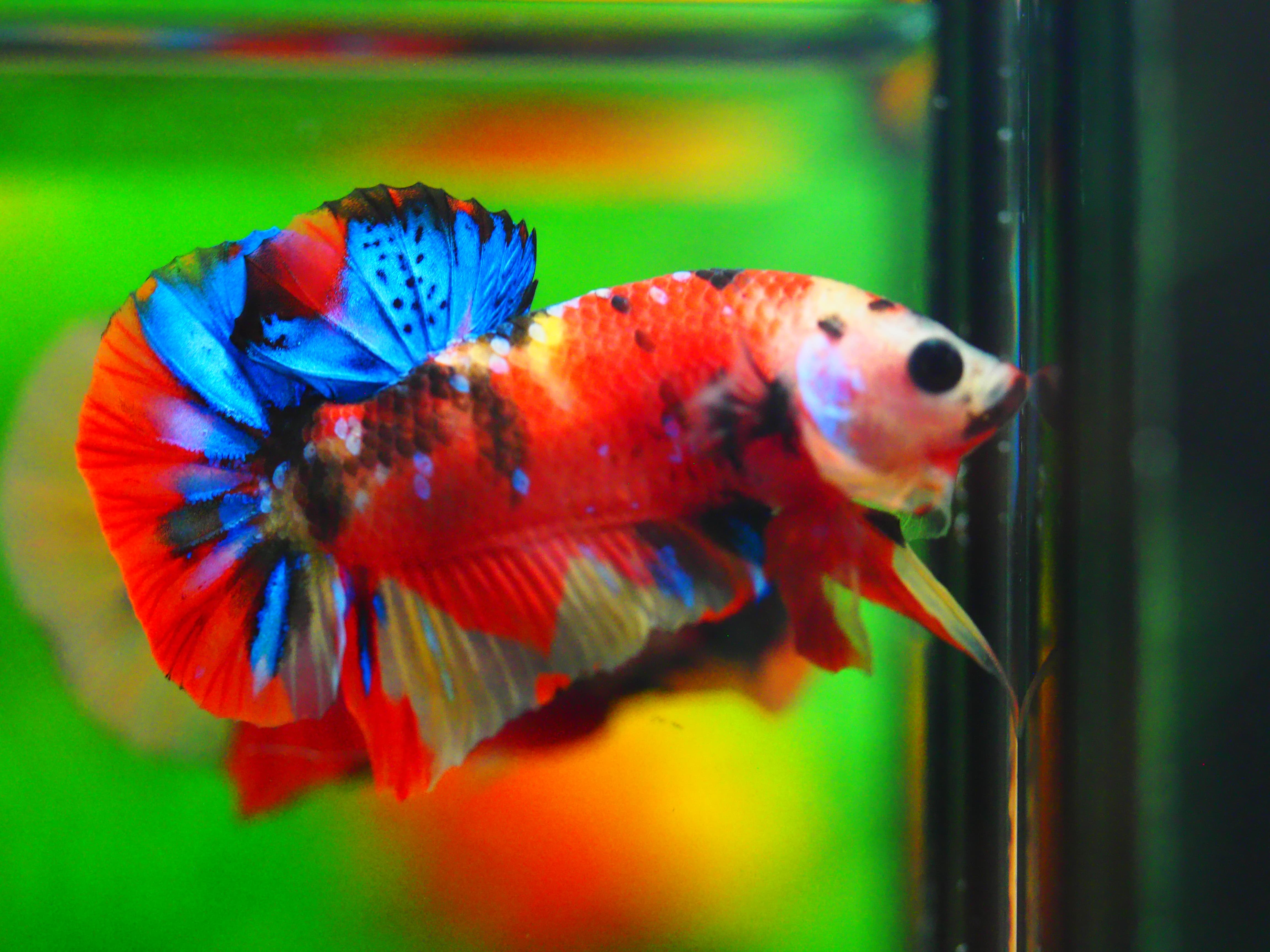 HMPK NEMO GALAXY MALE GRADE A++