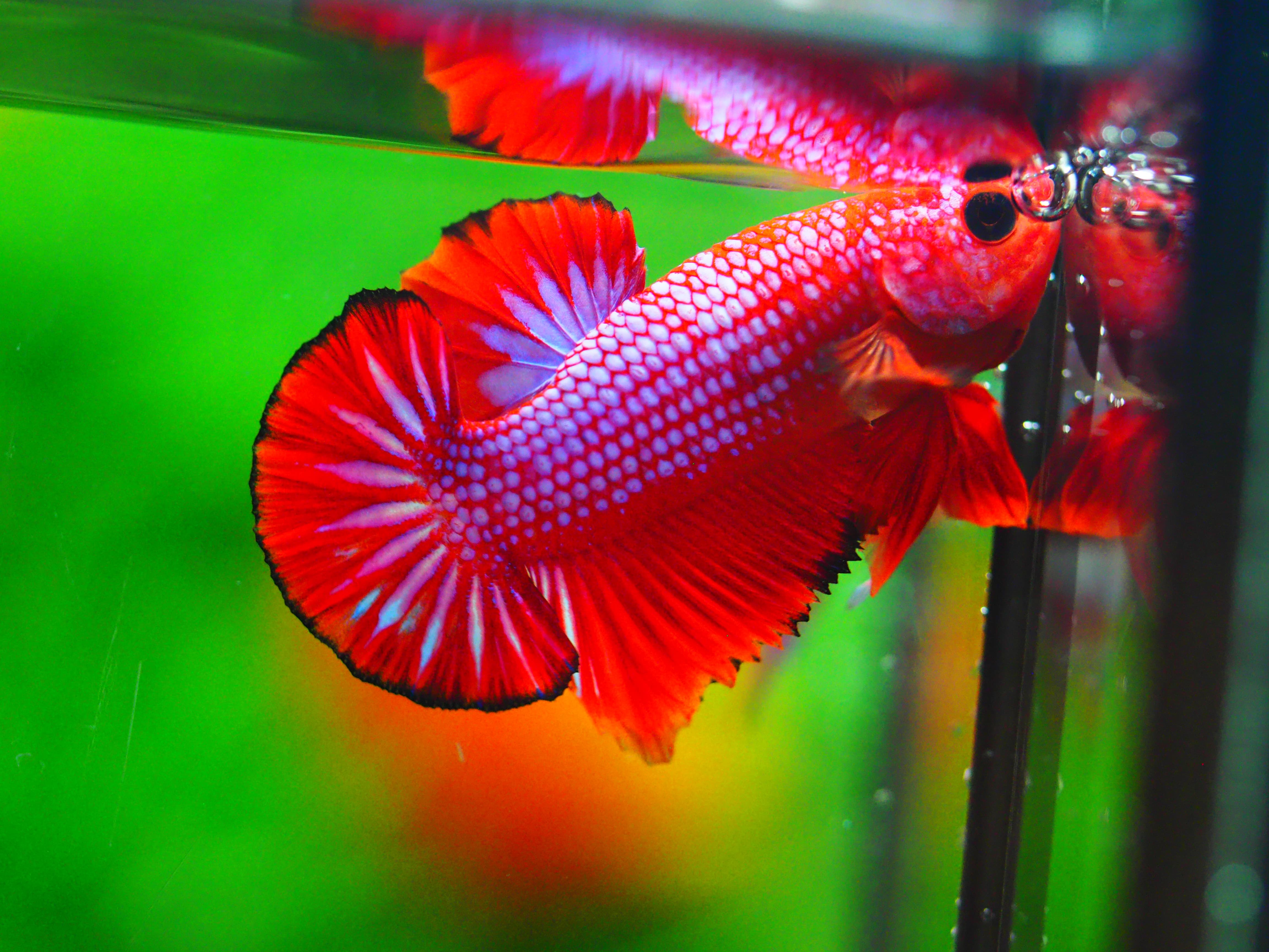 HMPK FANCY MALE GRADE A +++