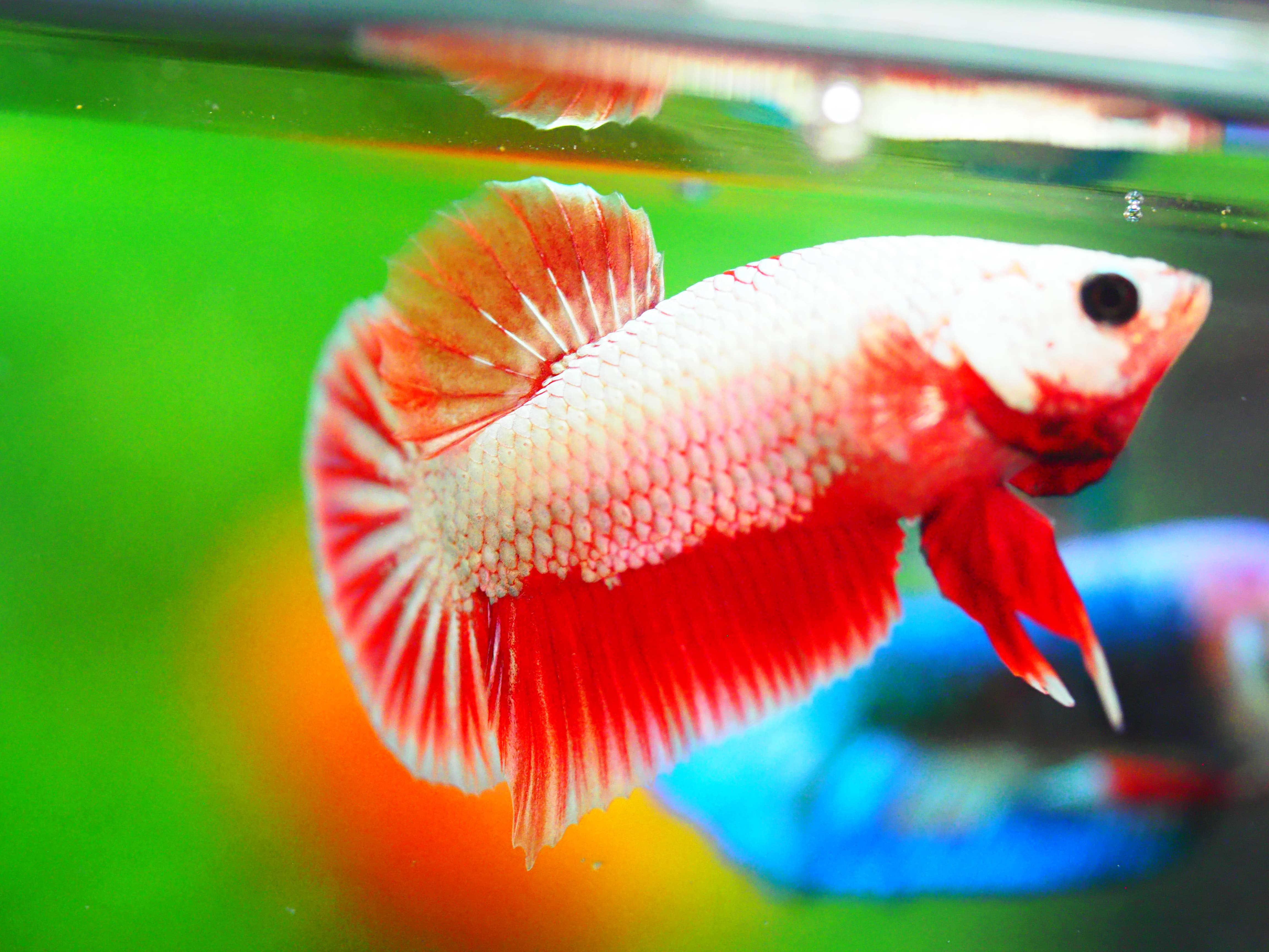 HMPK FANCY MALE GRADE A +++