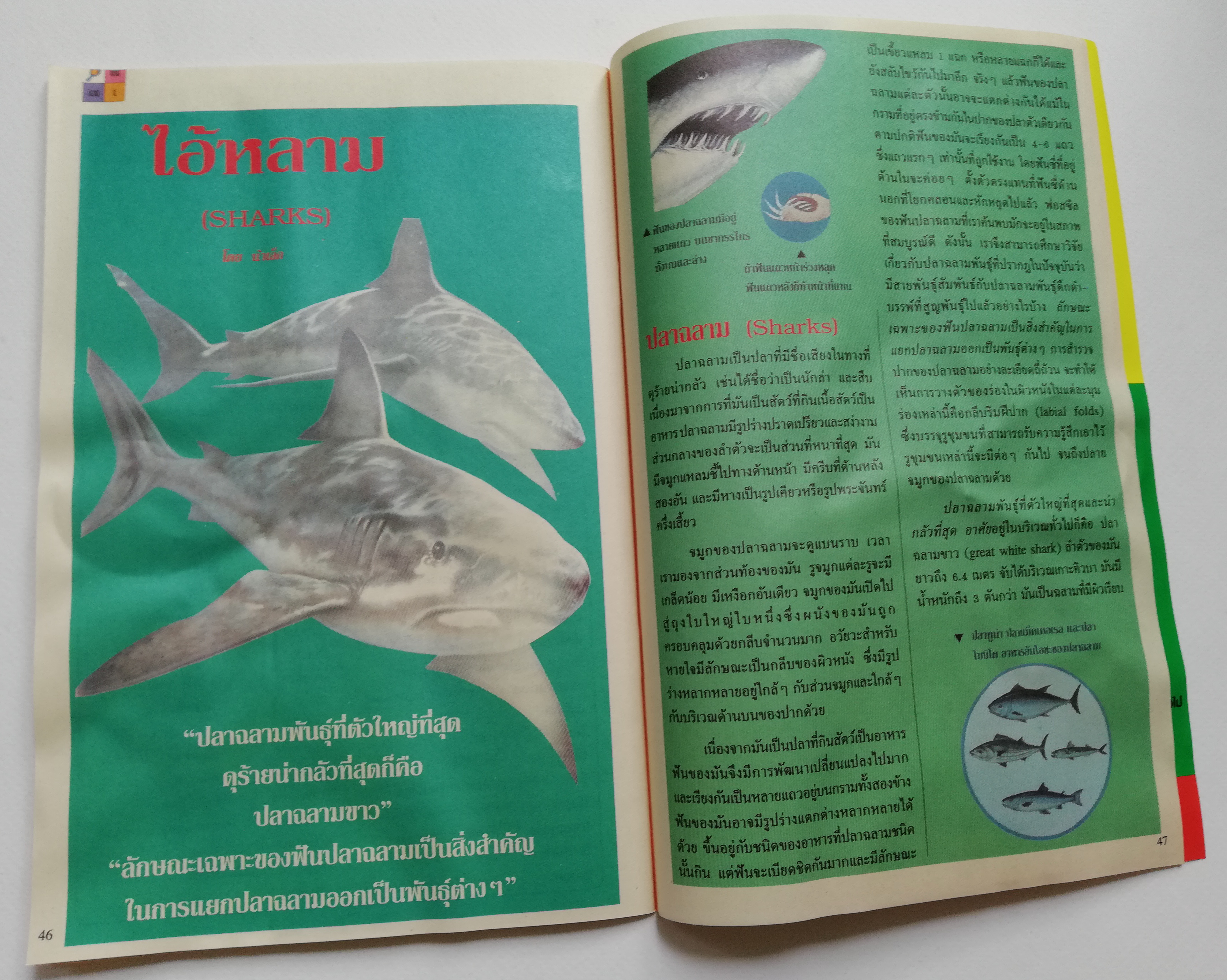 หนังสือการ์ตูนจาก Walt Disney's Donald Duck Adventure โดนัลดั๊ก ผจญภัย ฉบับที่ 162 **มีตำหนิ ยับจากโรงงาน ตามภาพ การ์ตูนภาษาไทย-อังกฤษ ตอน ล่าสูตรลับ,นกยักษ์นักพยากรณ์อากาศ