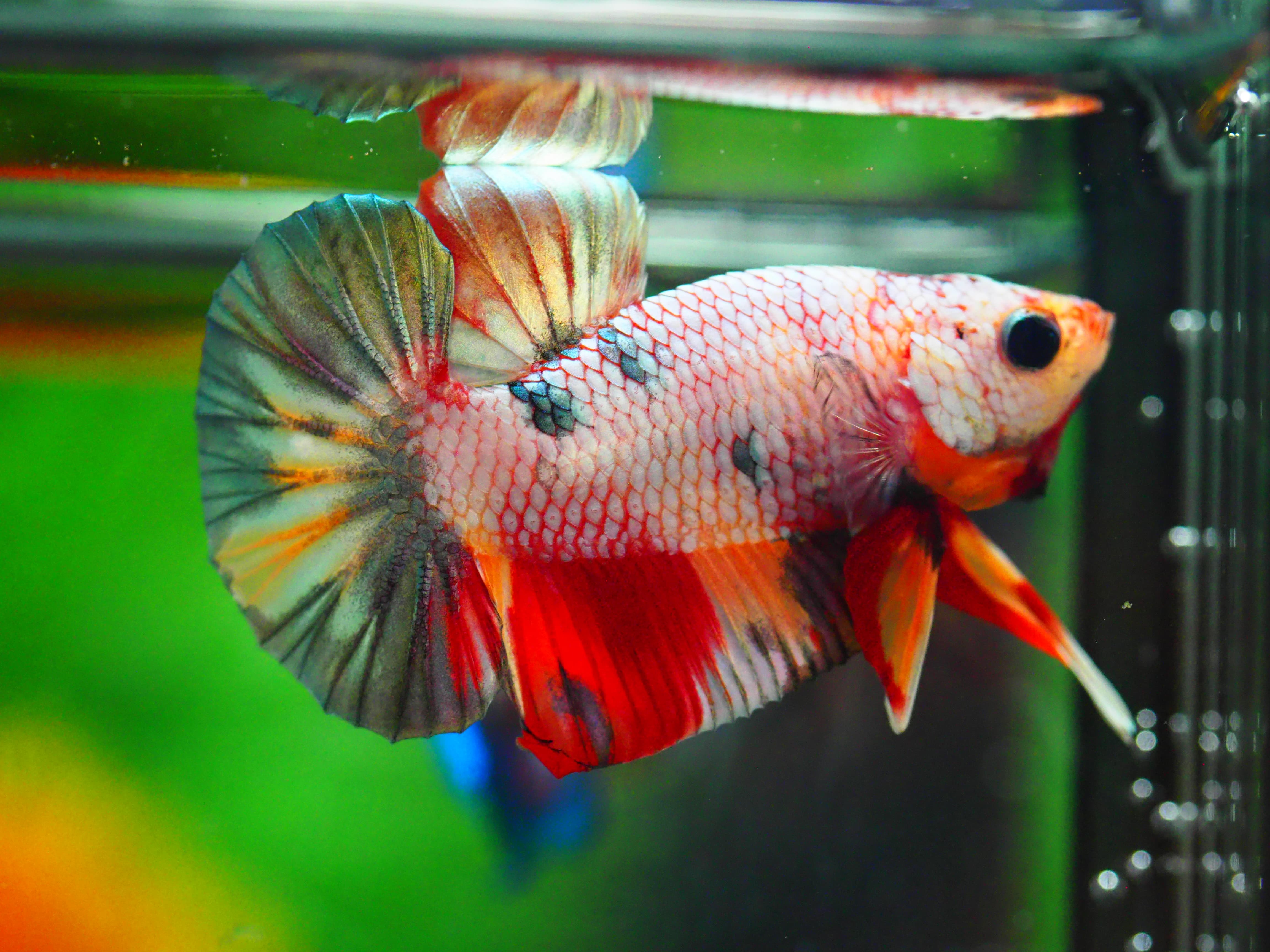 HMPK COPPERCFANCY MALE GRADE A +++