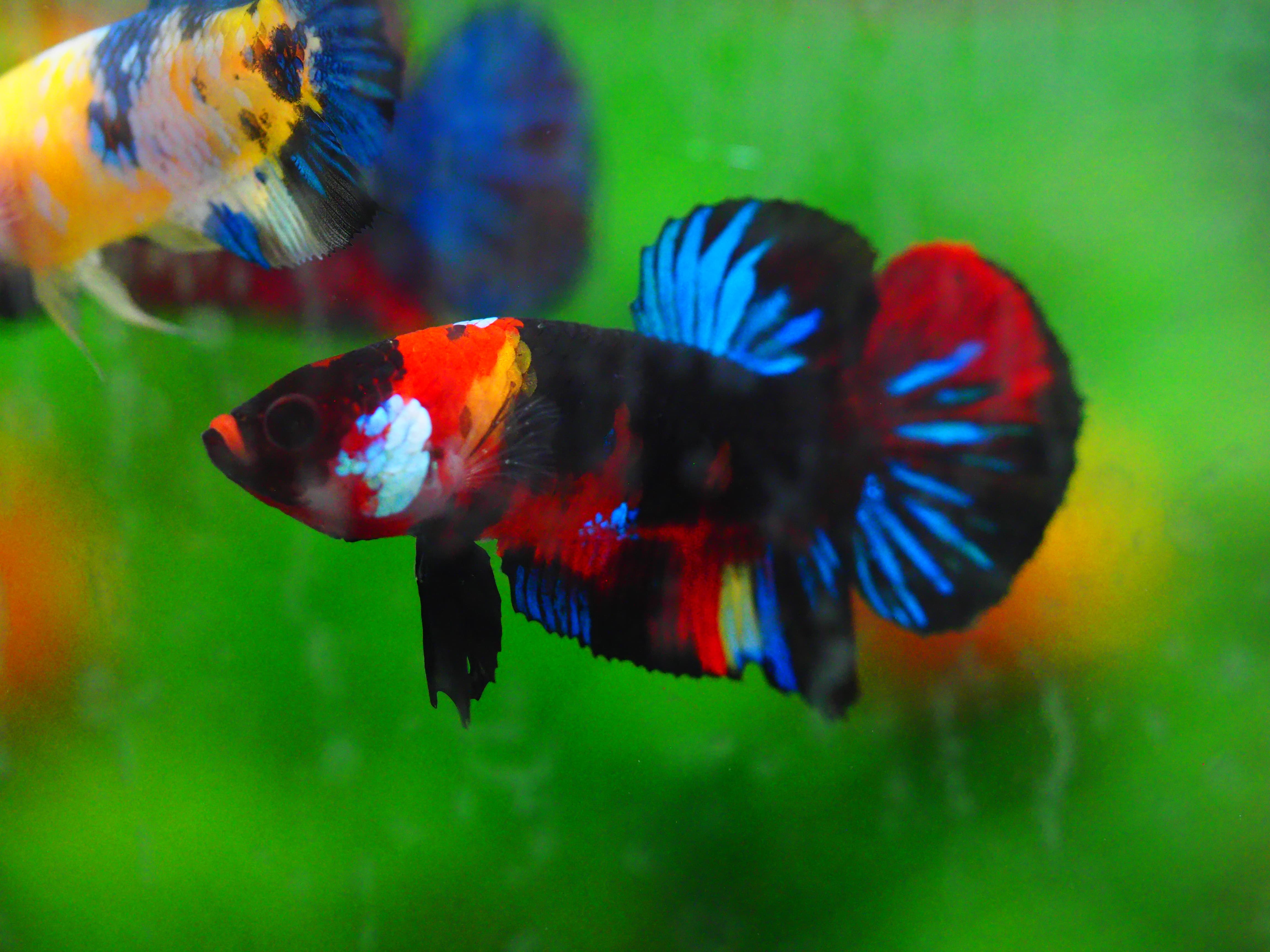 HMPK KOI GALAXY MALE GRADE A +++