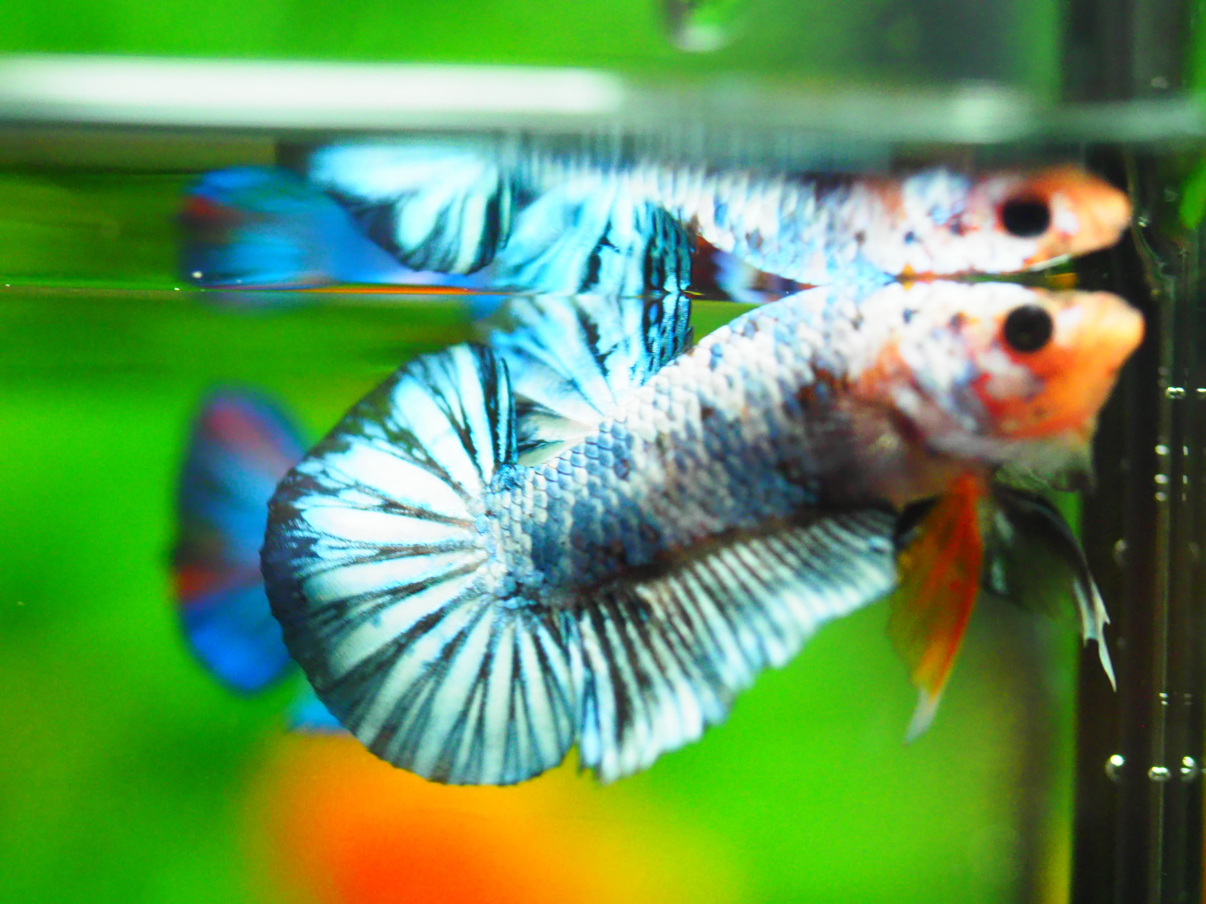 HMPK FANCY MALE GRADE A +++