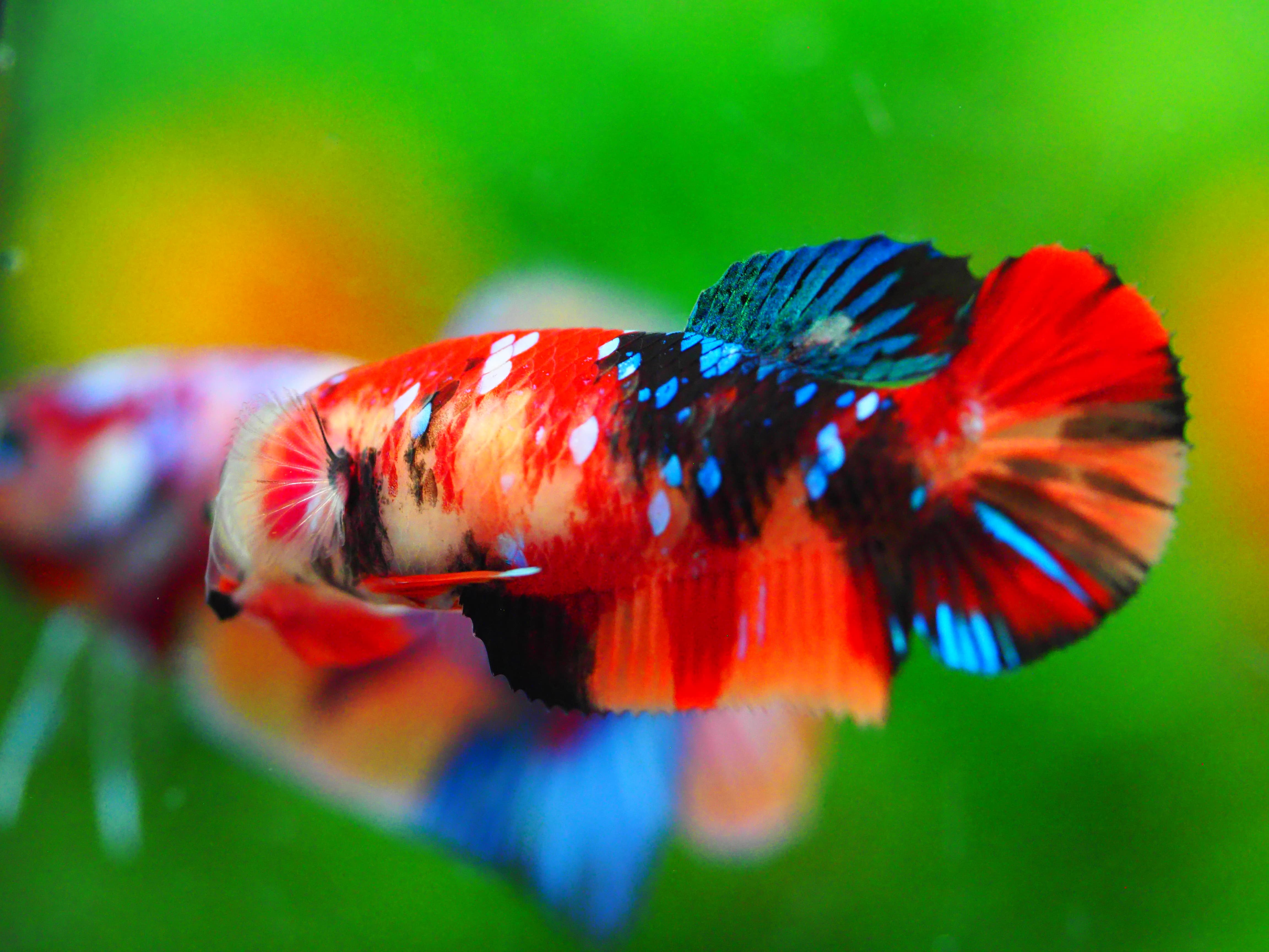 HMPK KOI GALAXY FNMALE GRADE A +++