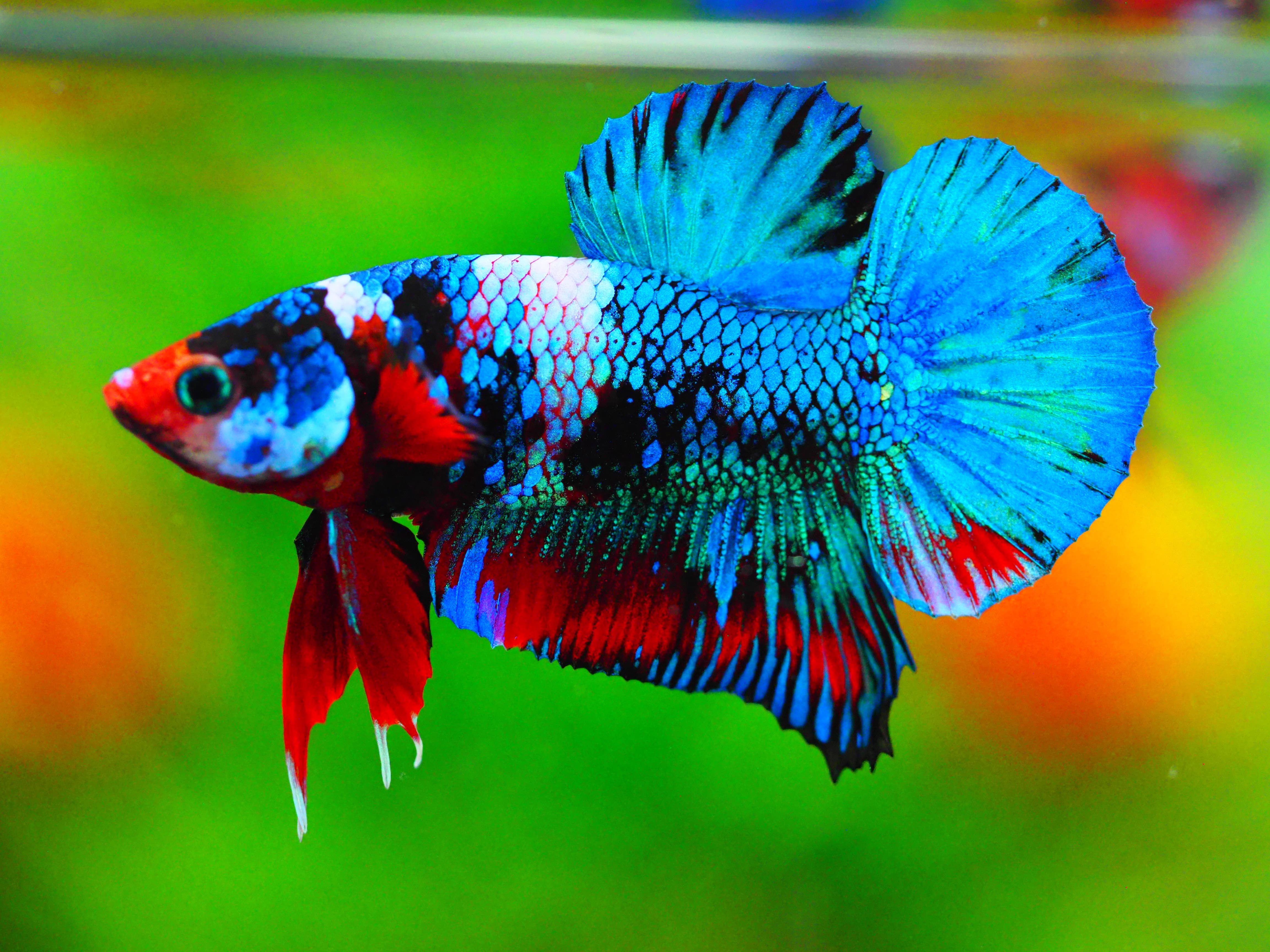 HMPK KOI GALAXY MALE GRADE A +++