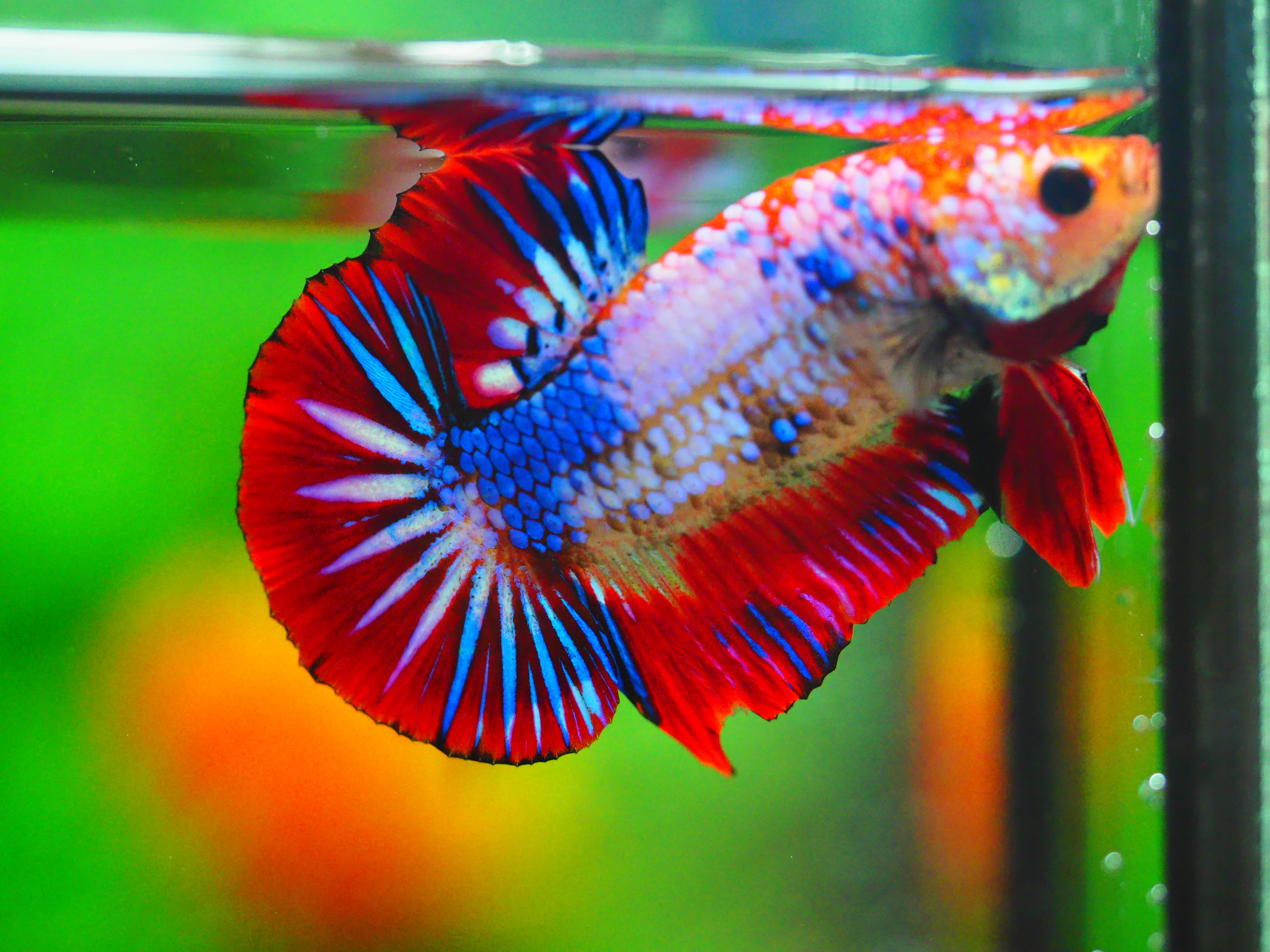 HMPK FANCY MALE GRADE A +++