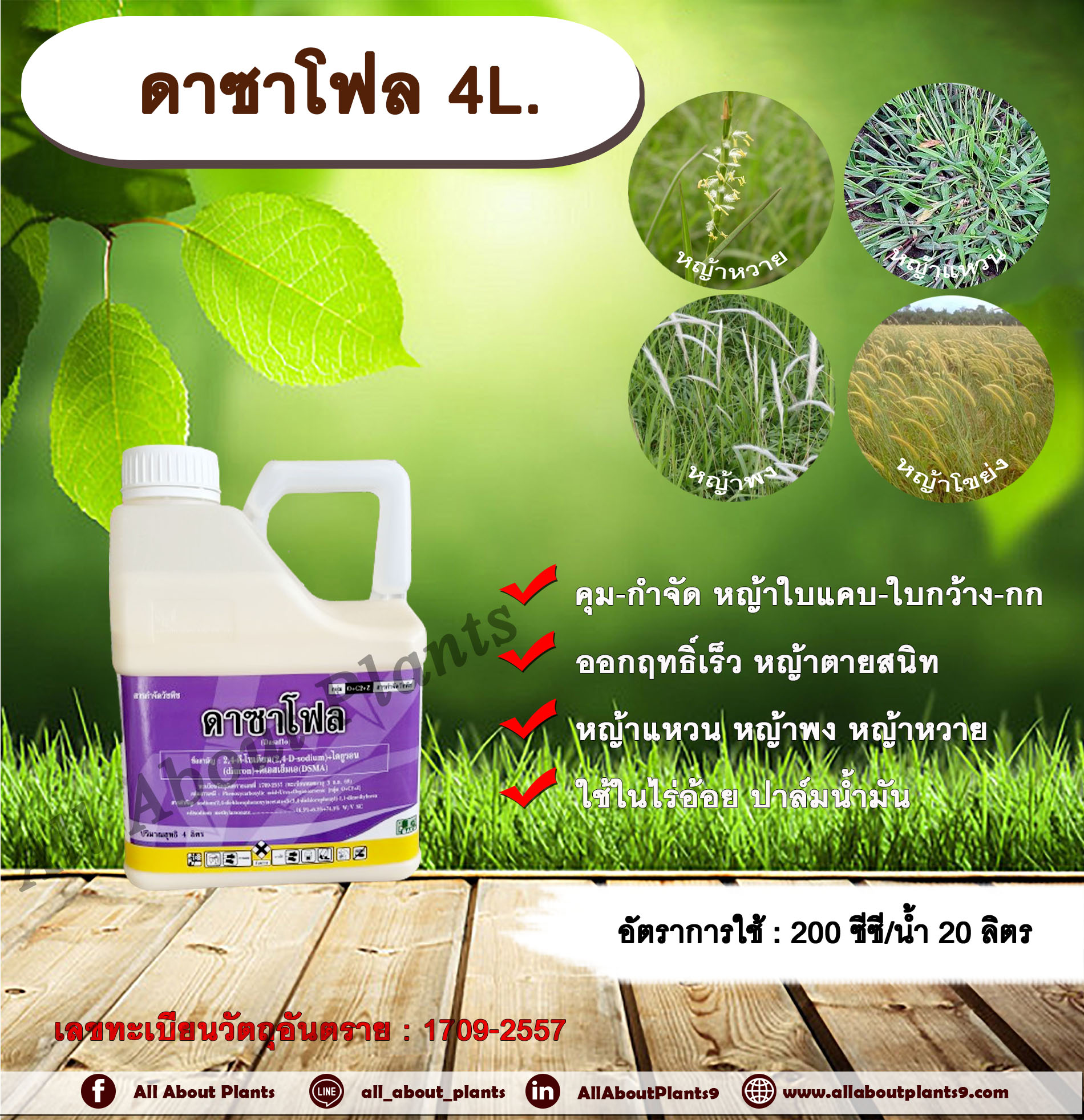 ดาซาโฟล 4L. 24ดีโซเดียม ไดยูรอน ดีเอสเอ็มเอ สารคุมหญ้า สารกำจัดหญ้า ในไร่อ้อย ปาล์มน้ำมัน หญ้าใบแคบ หญ้าใบกว้าง กก หญ้าแหวน หญ้าพง หญ้าหวาย หญ้าโขย่ง สารคุมวัชพืช สารกำจัดวัชพืช บาก้า ชิ้น