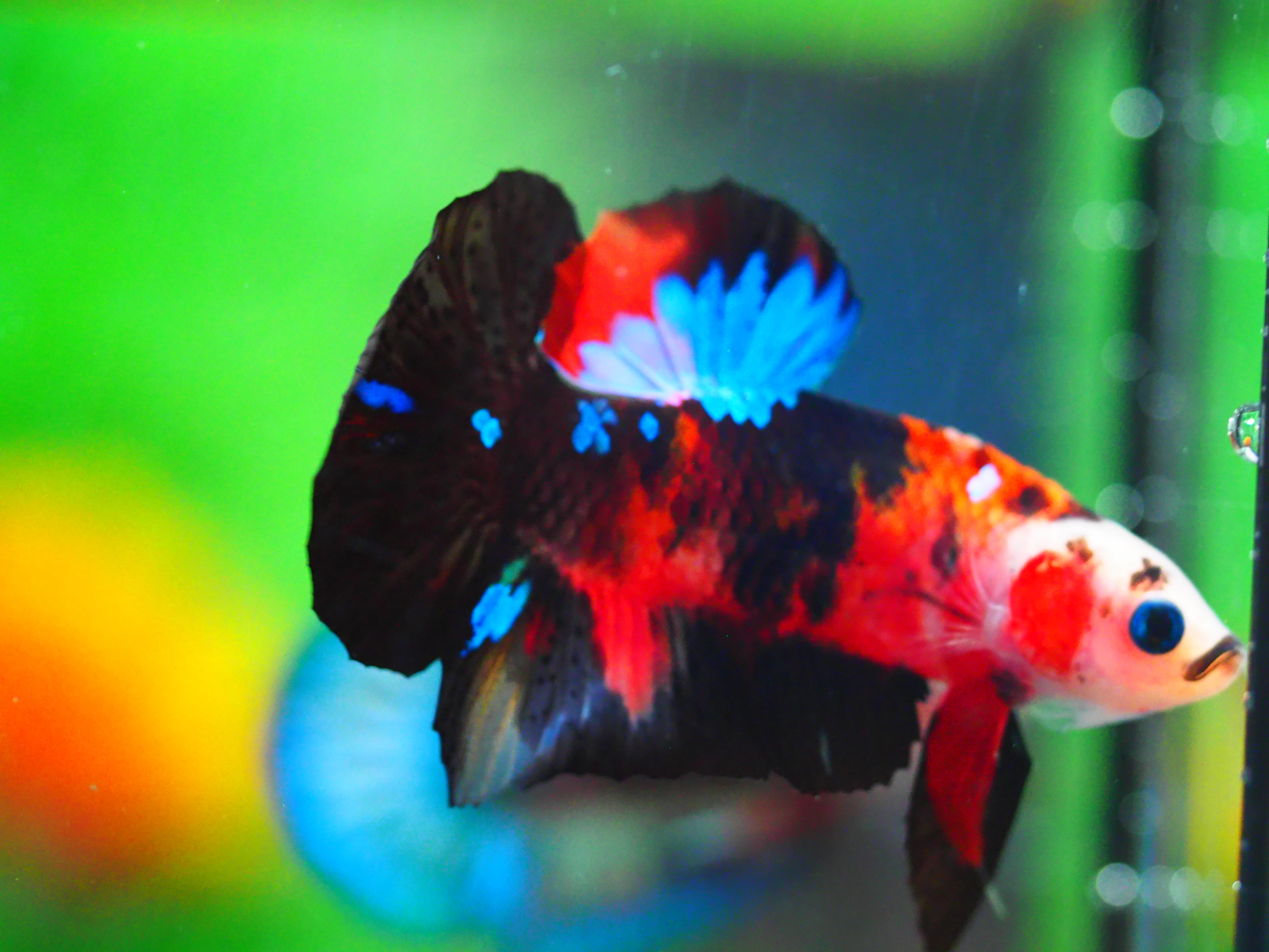 HMPK KOI GALAXY MALE GRADE A +++