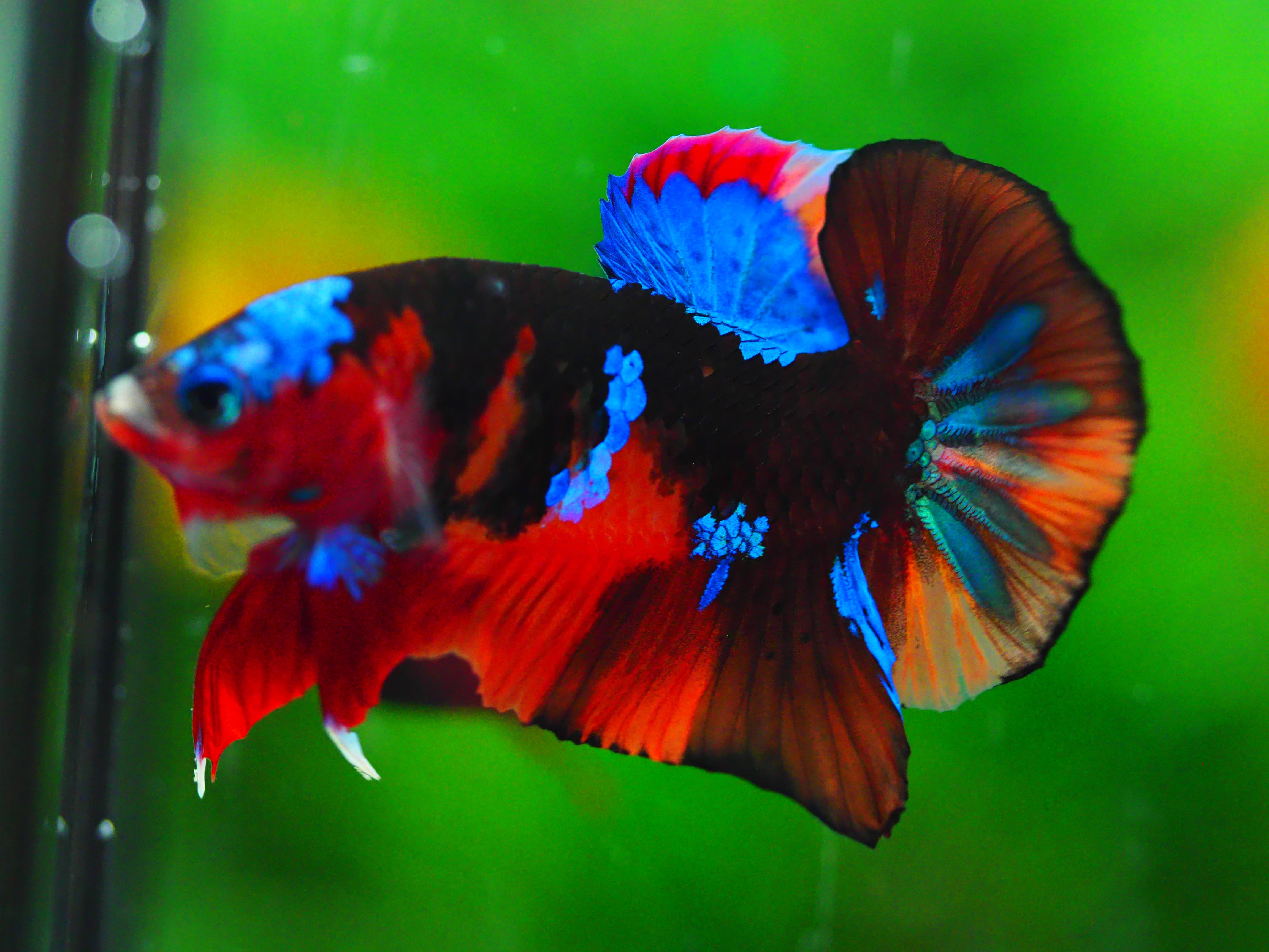 HMPK NEMO GALAXY MALE GRADE A +++