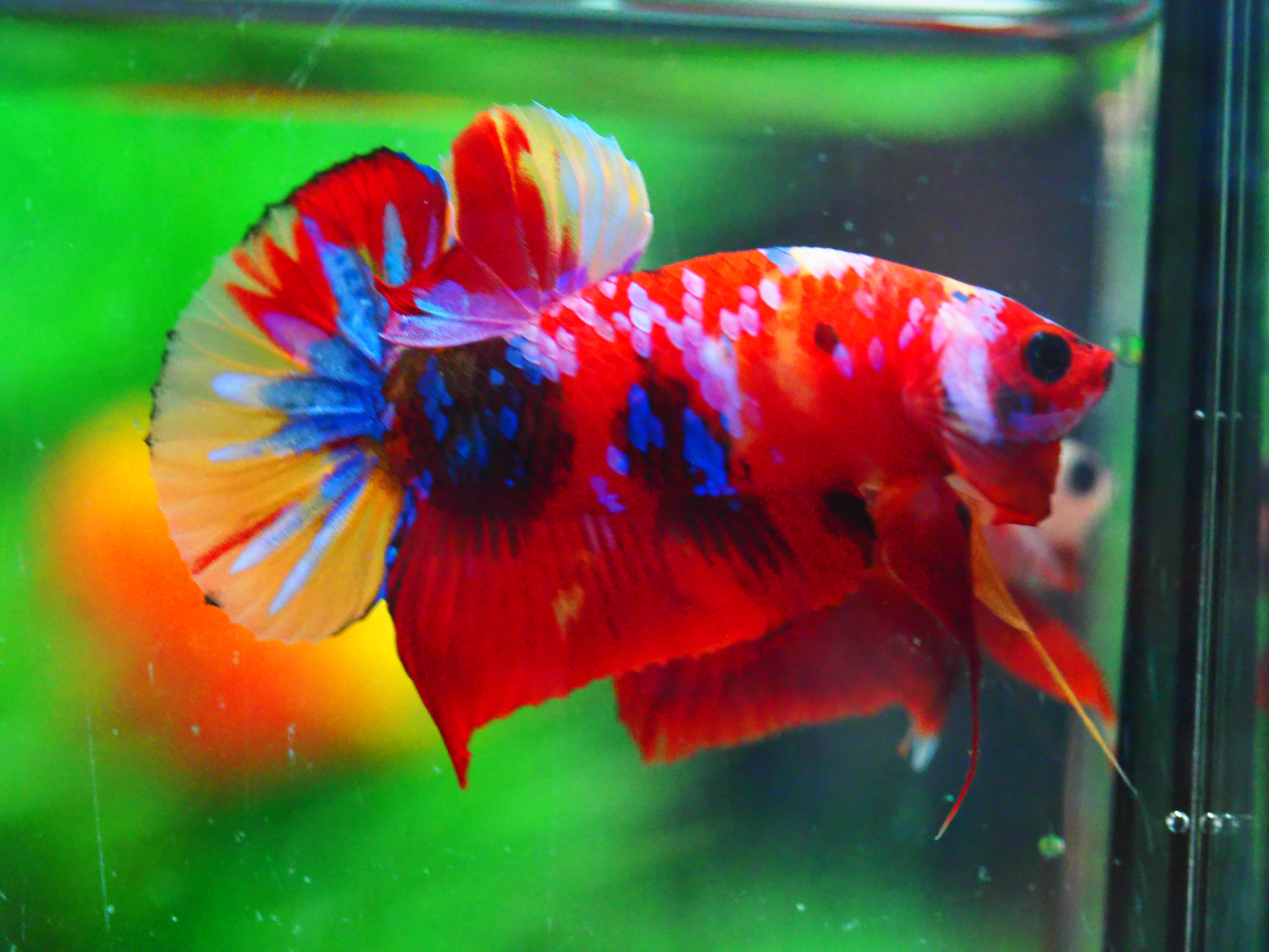 HMPK NEMO GALAXY MALE GRADE A +++