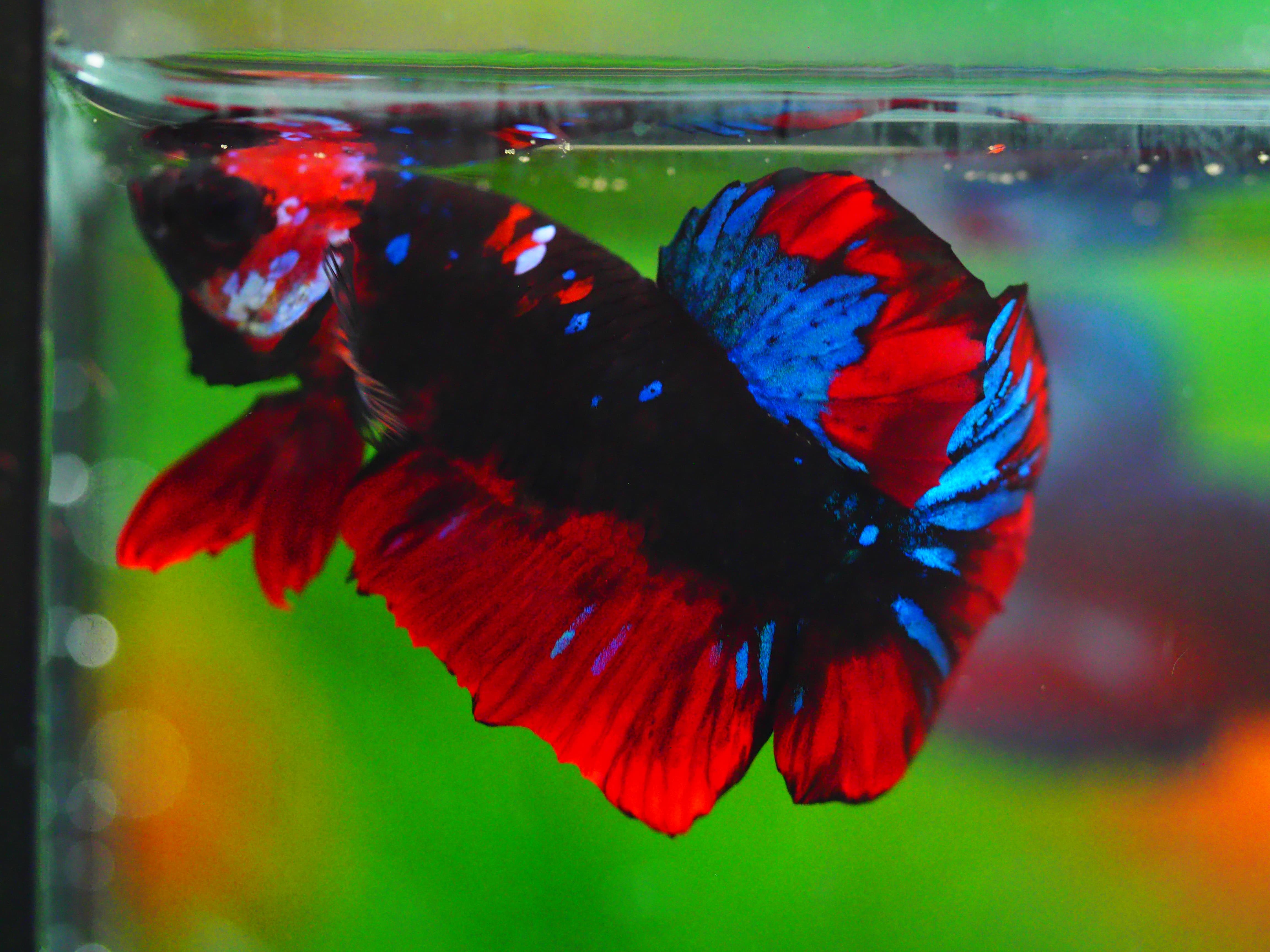 HMPK KOI GALAXY MALE GRADE A +++