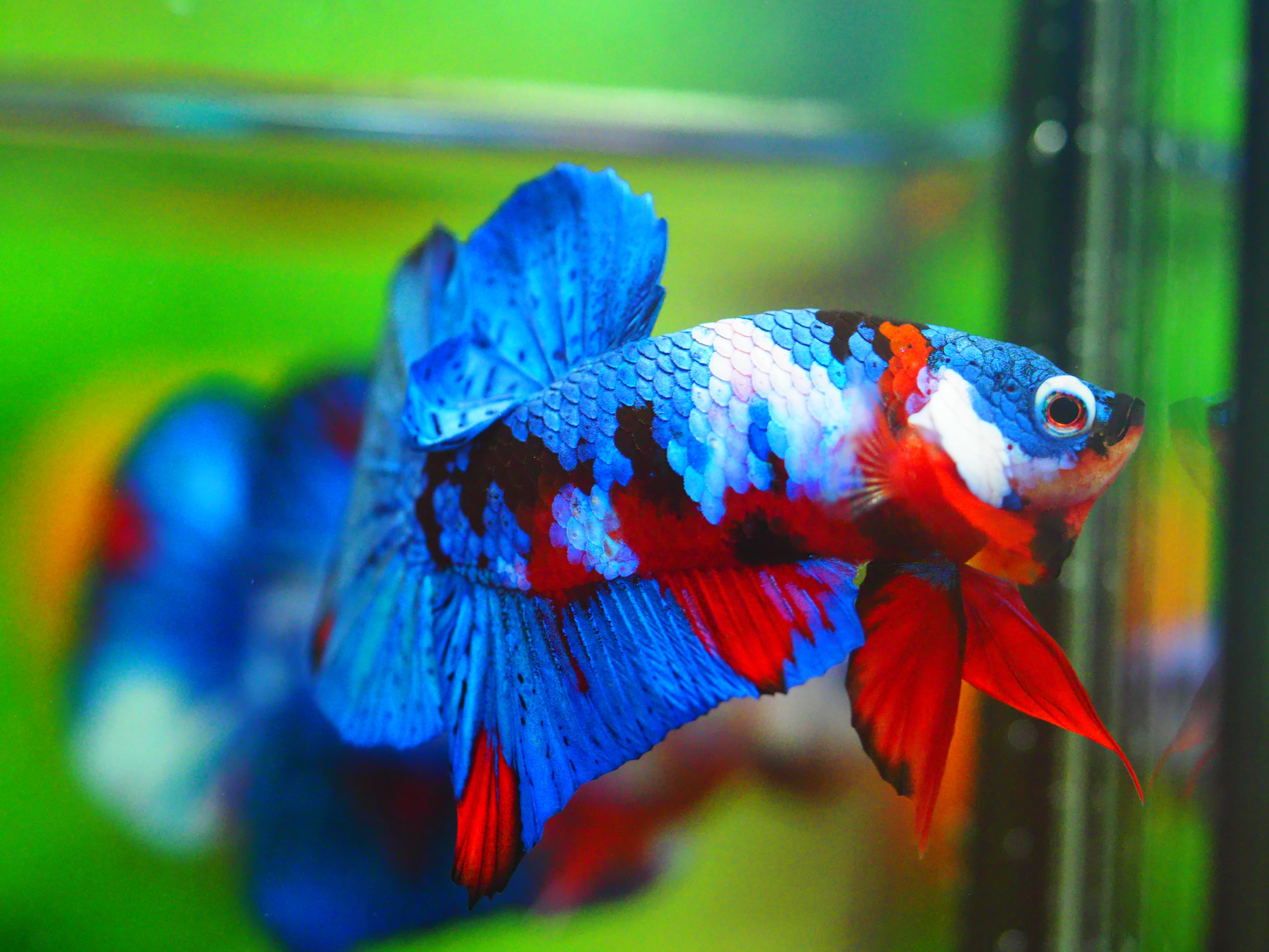 HMPK KOI GALAXY MALE GRADE A +++