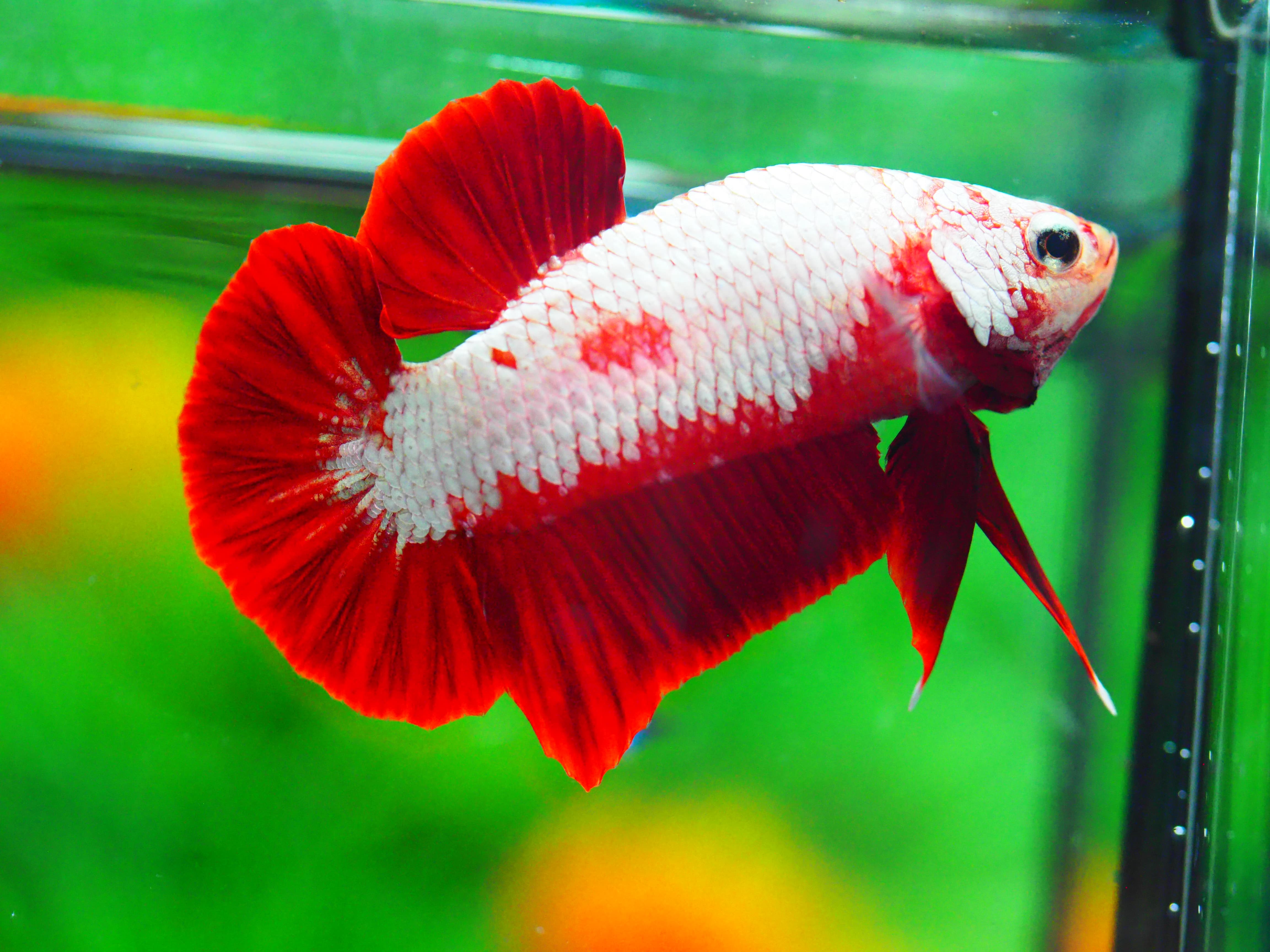 HMPK RGD DRAGON MALE GRADE A +++