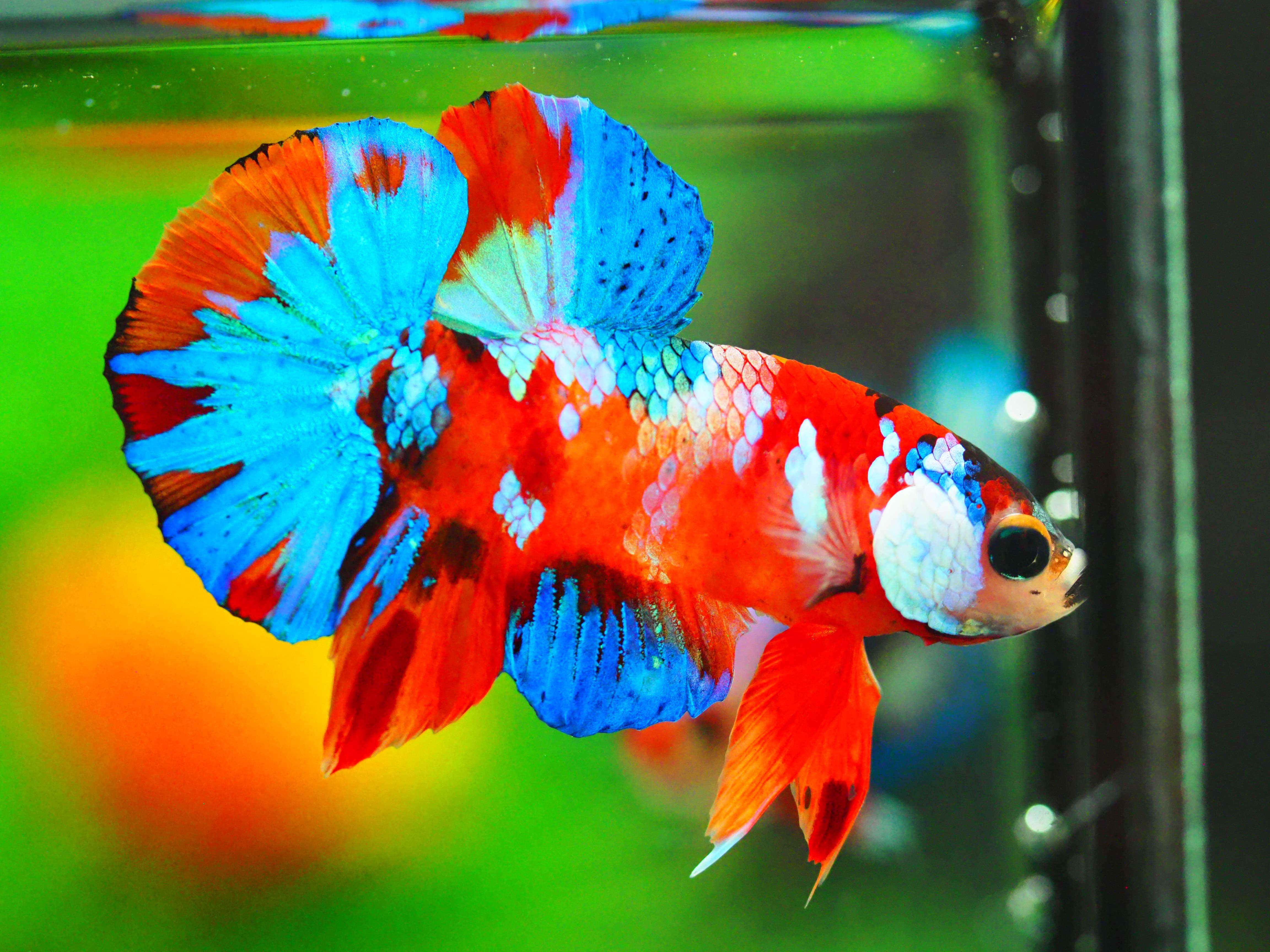 HMPK NEMO GALAXY MALE GRADE A +++