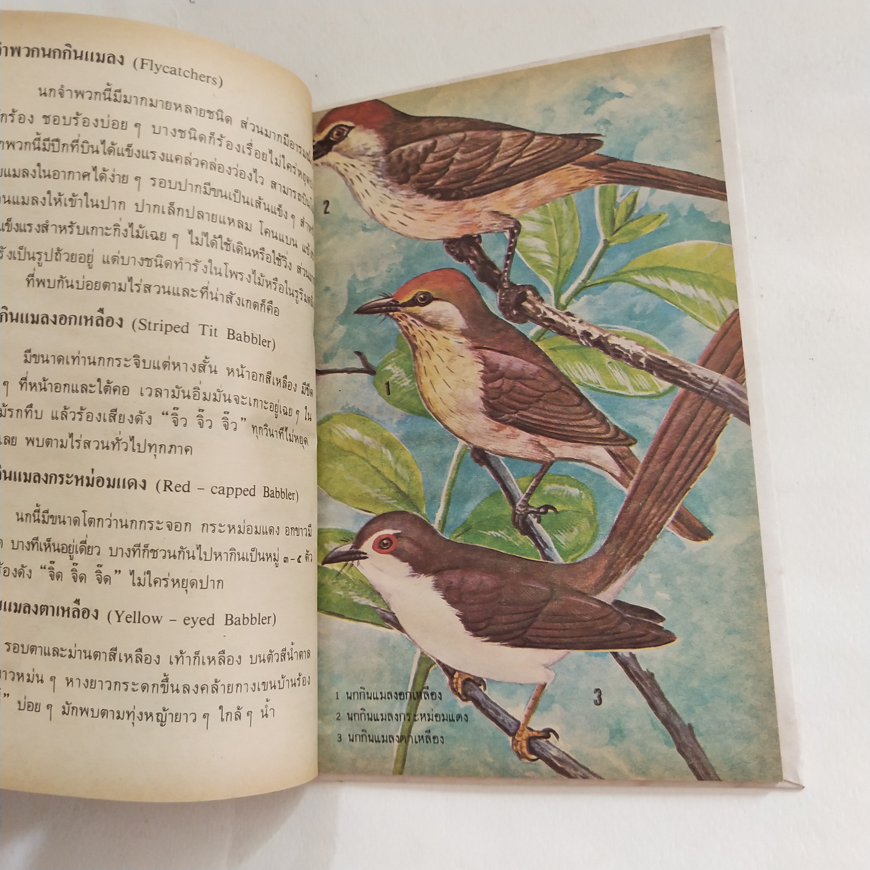 หนังสือเล่มเล็ก ชุดความรู้ไทย ขององค์การค้าของคุรุสภา นกสวน โดย นายแพทย์บุญส่ง เลขะกุล พิมพ์ครั้งที่ 2 2526ฤ