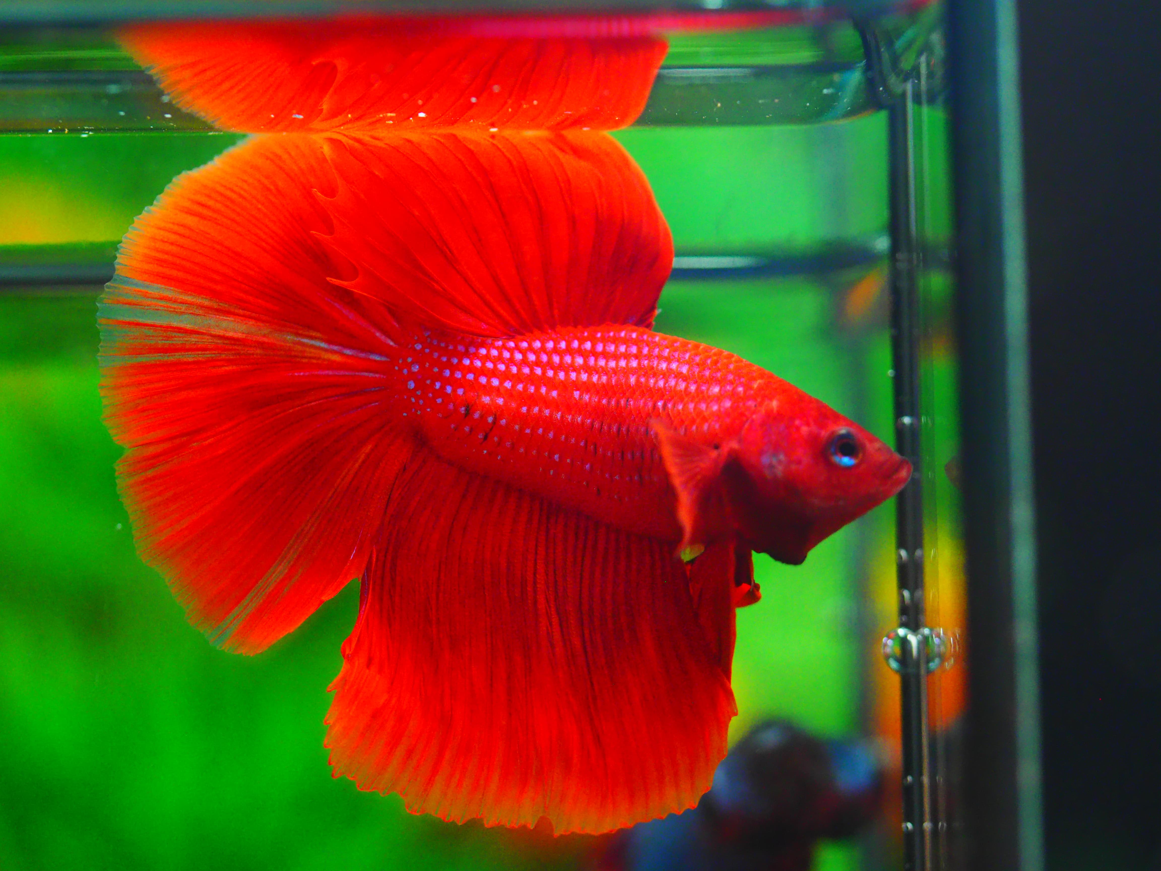 HM RED FANCY MALE GRADE A +++
