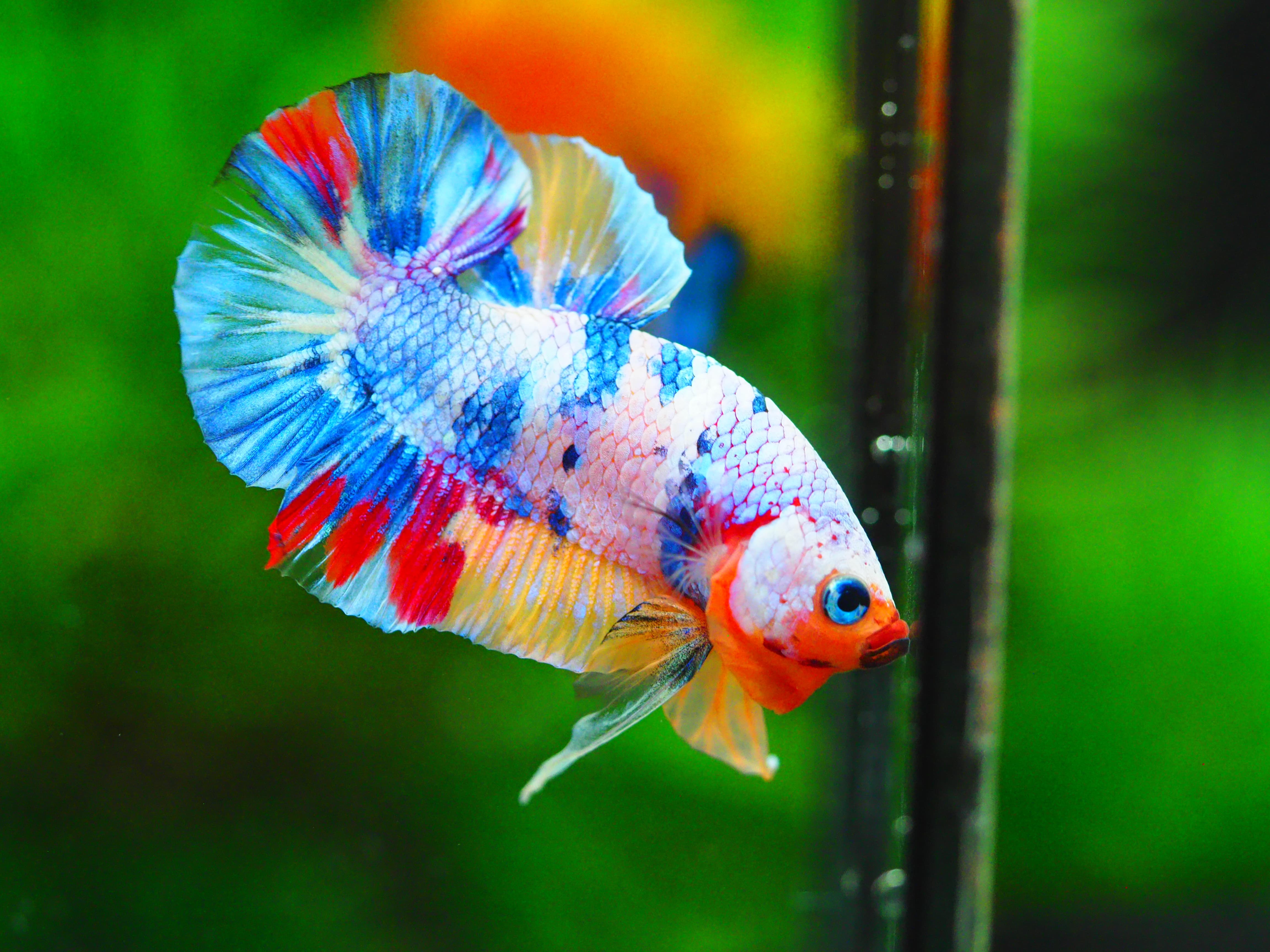 HMPK MUNTICOLOR MALE GRADE A +++