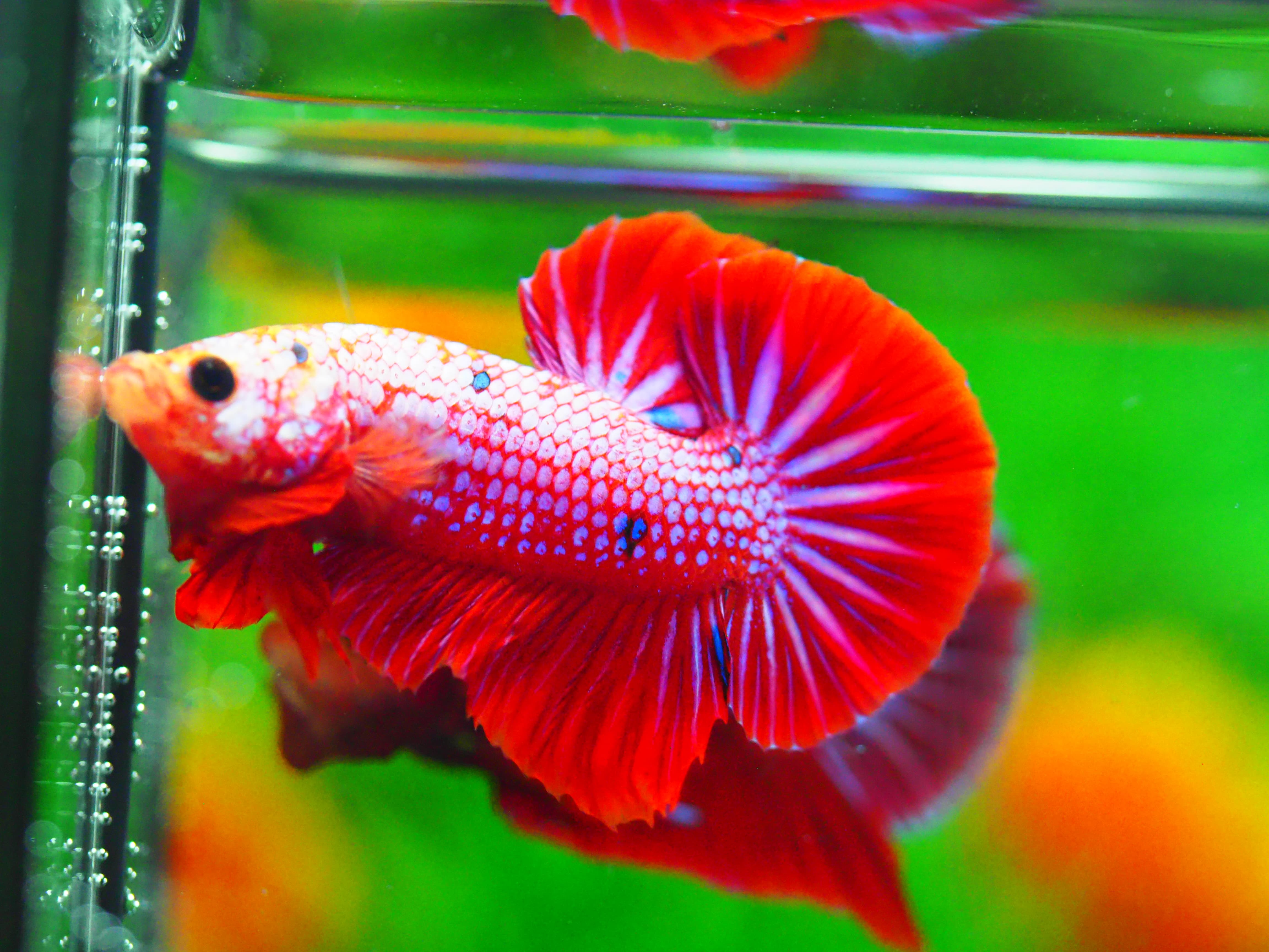 HMPK FANCY MALE GRADE A +++