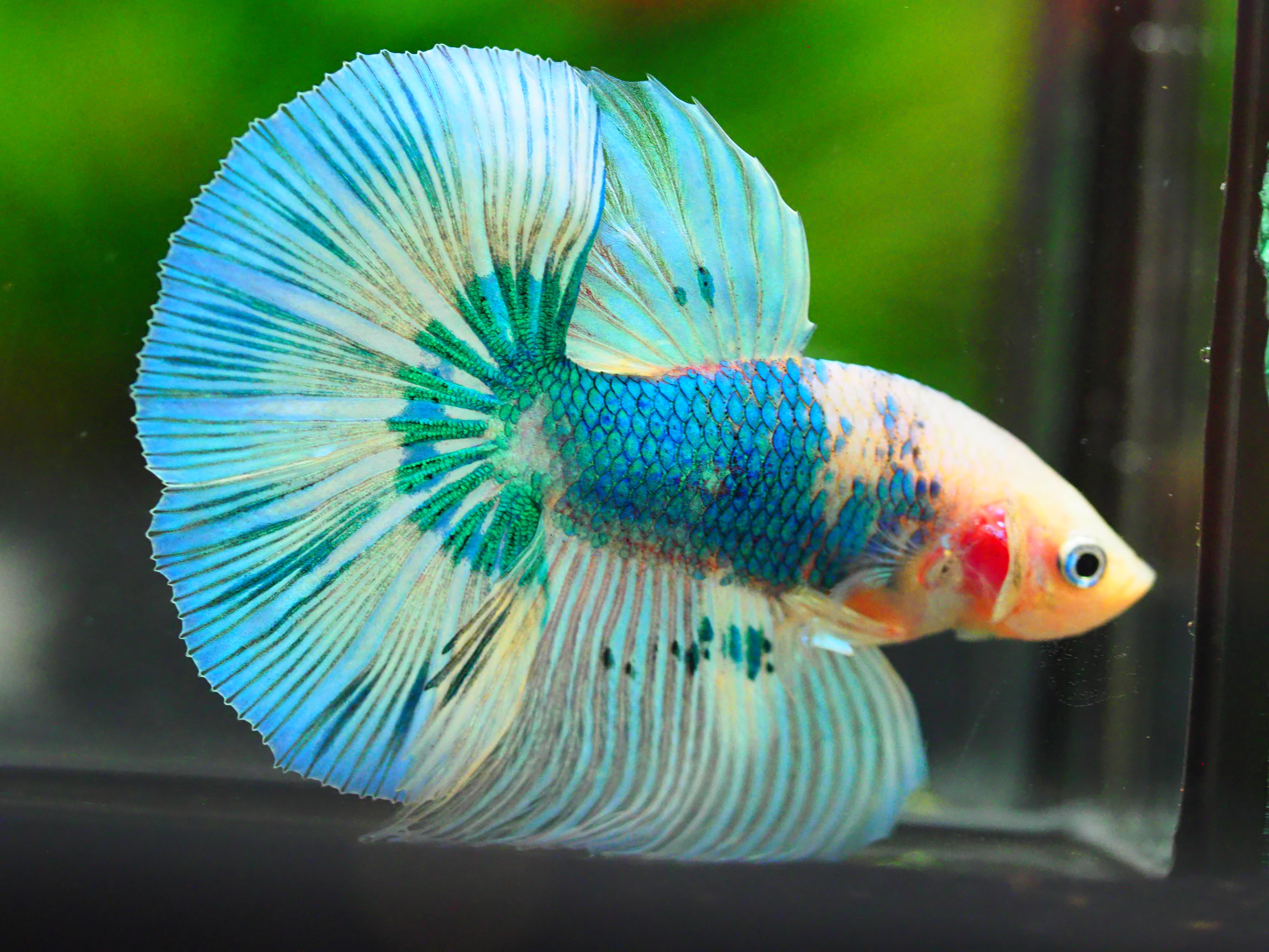 HM FANCY MALE GRADE A +++