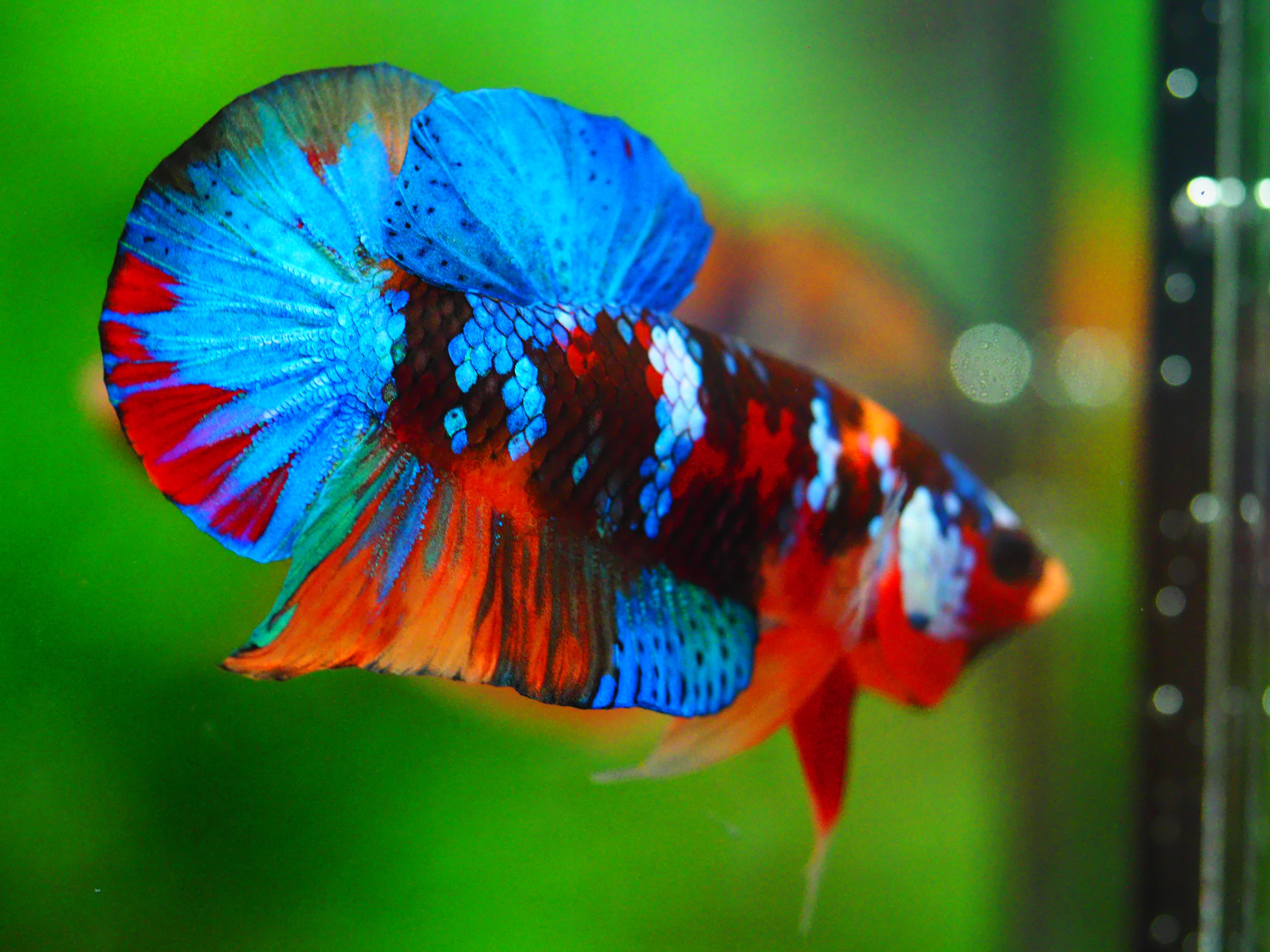 HMPK NEMO GALAXY MALE GRADE A +++