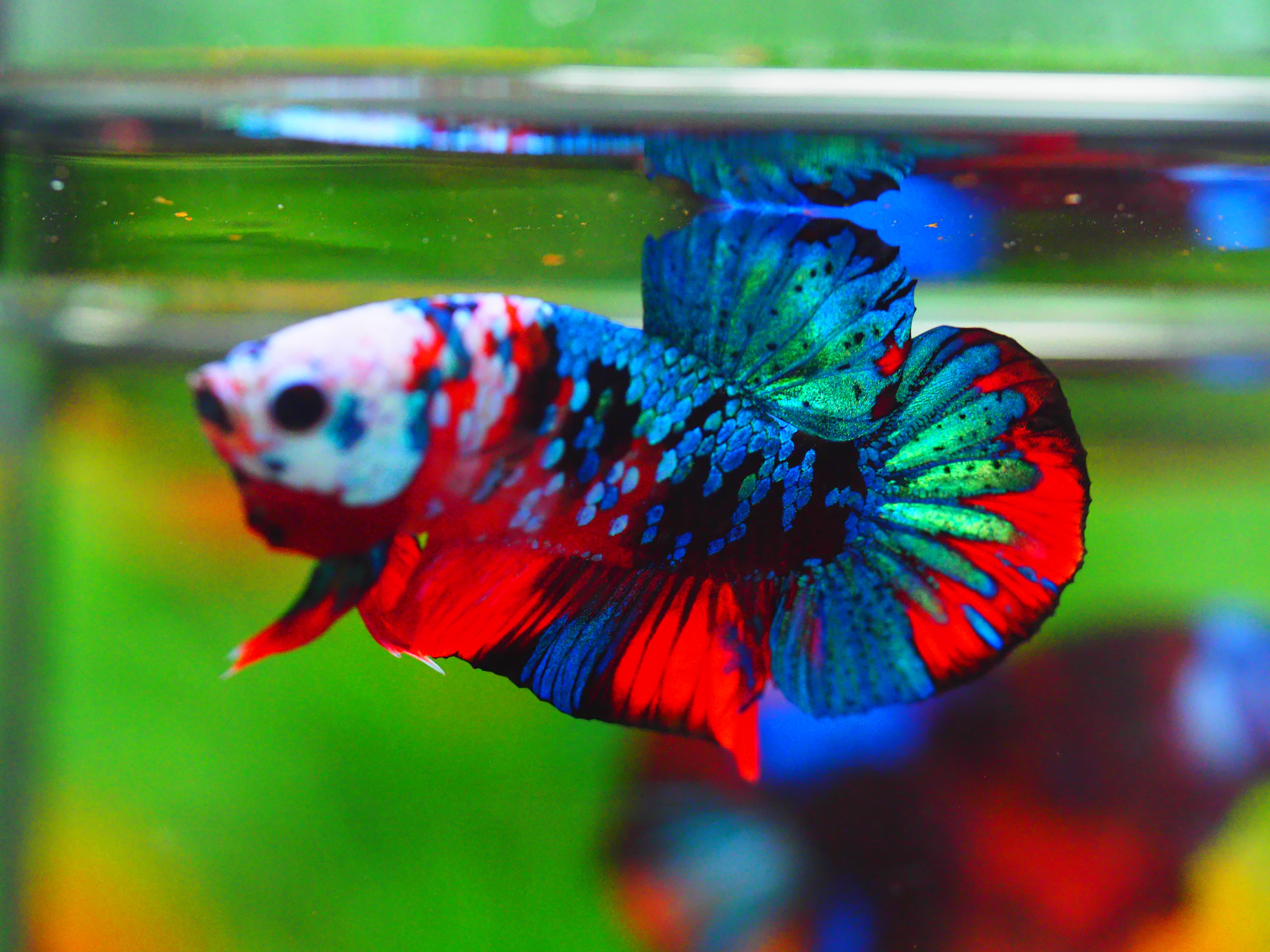 HMPK KOI GALAXY MALE GRADE A +++