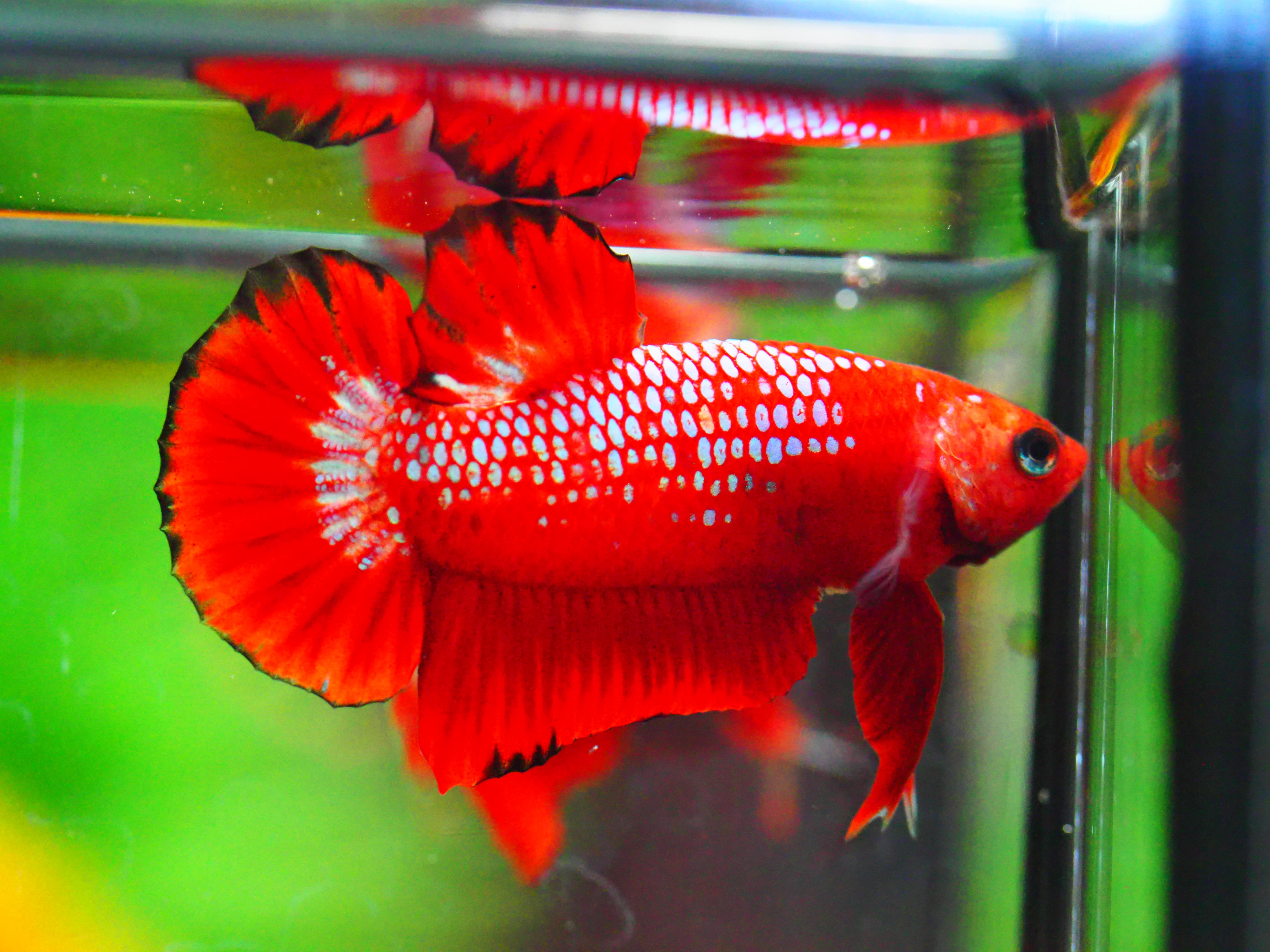 HMPK HELLBOY MALE GRADE A +++