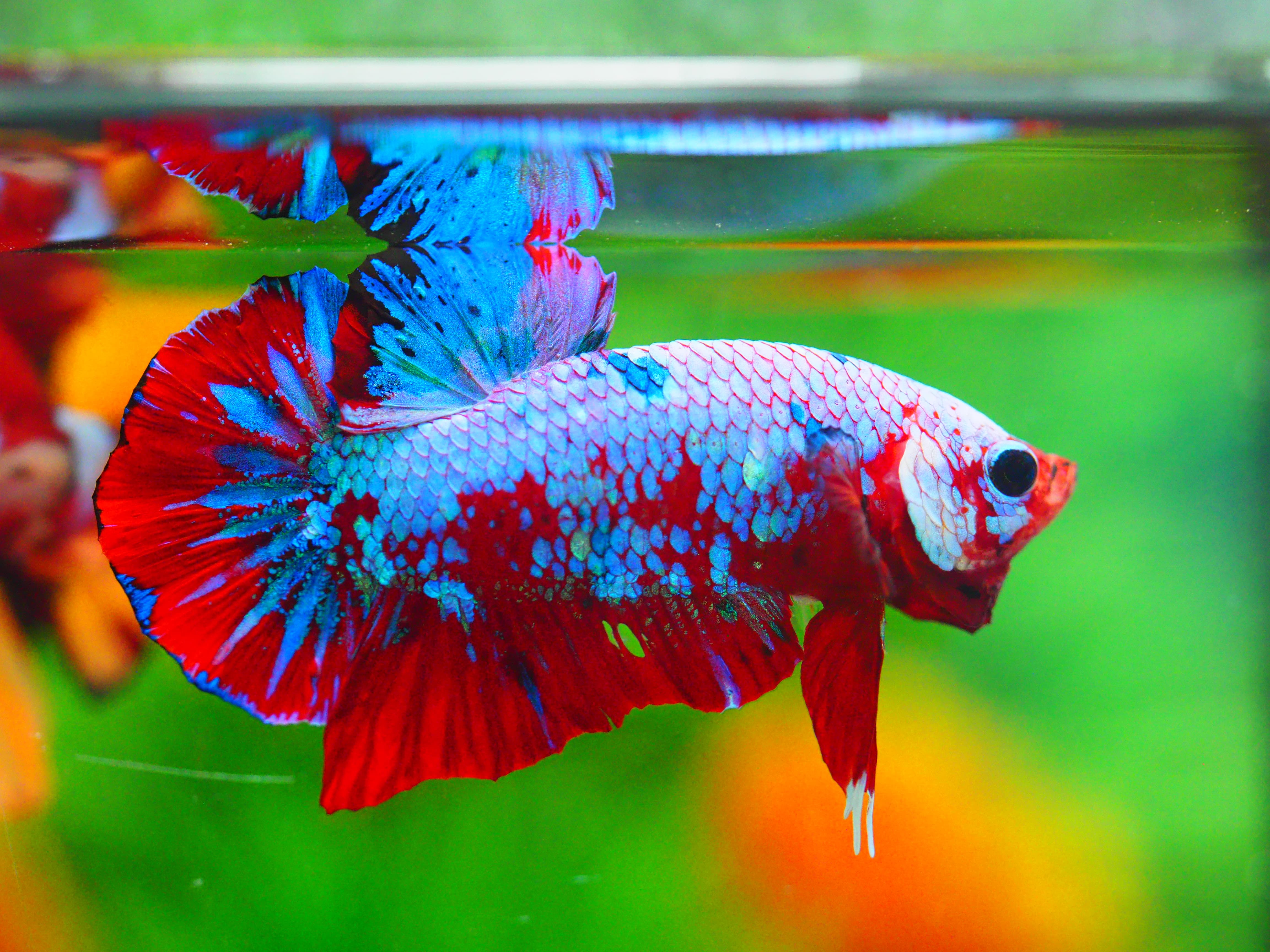 HMPK KOI GALAXY MALE GRADE A +++