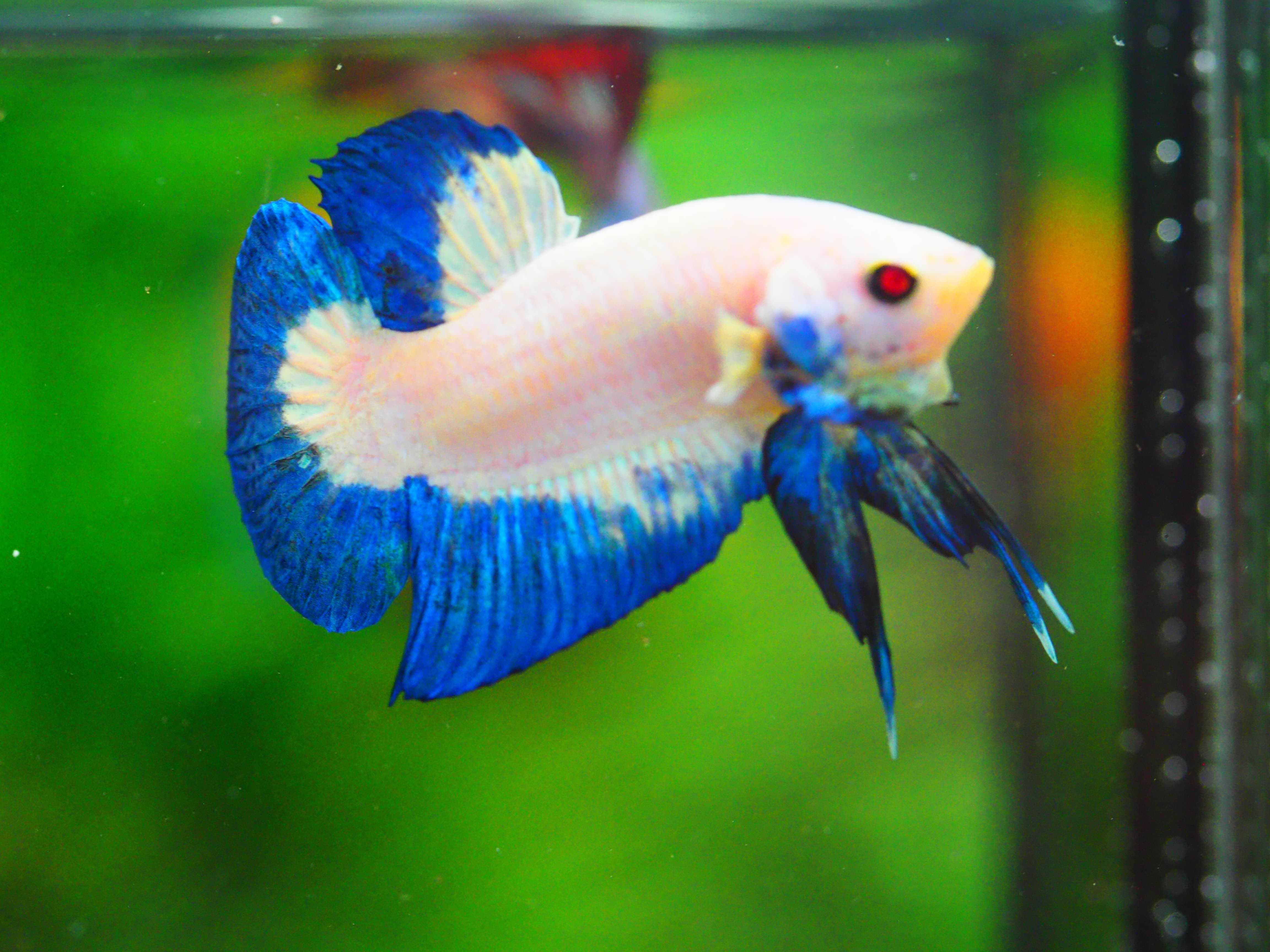 HMPK FANCY MALE GRADE A +++