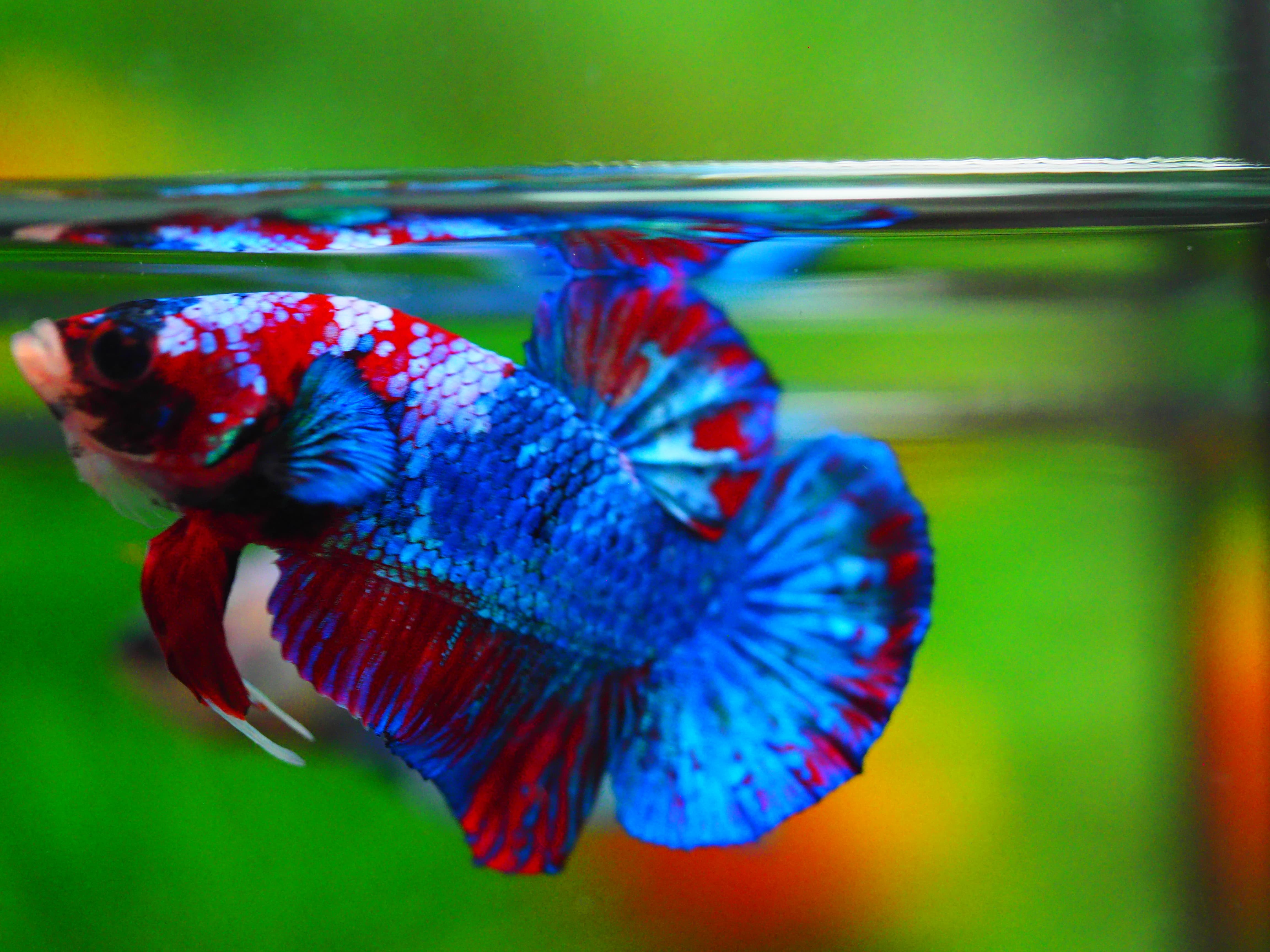 HMPK KOI GALAXY MALE GRADE A++